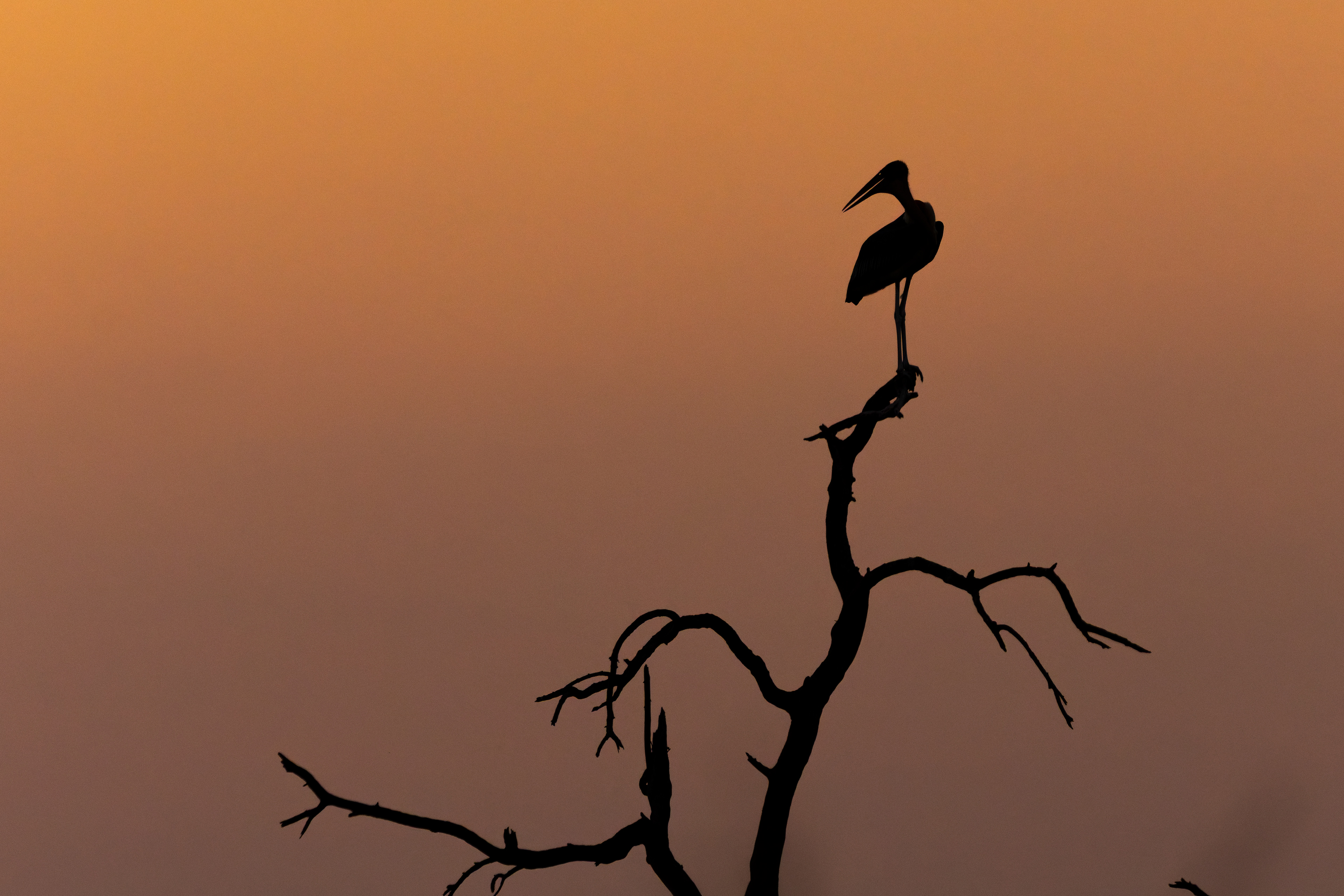 Marabou Stork