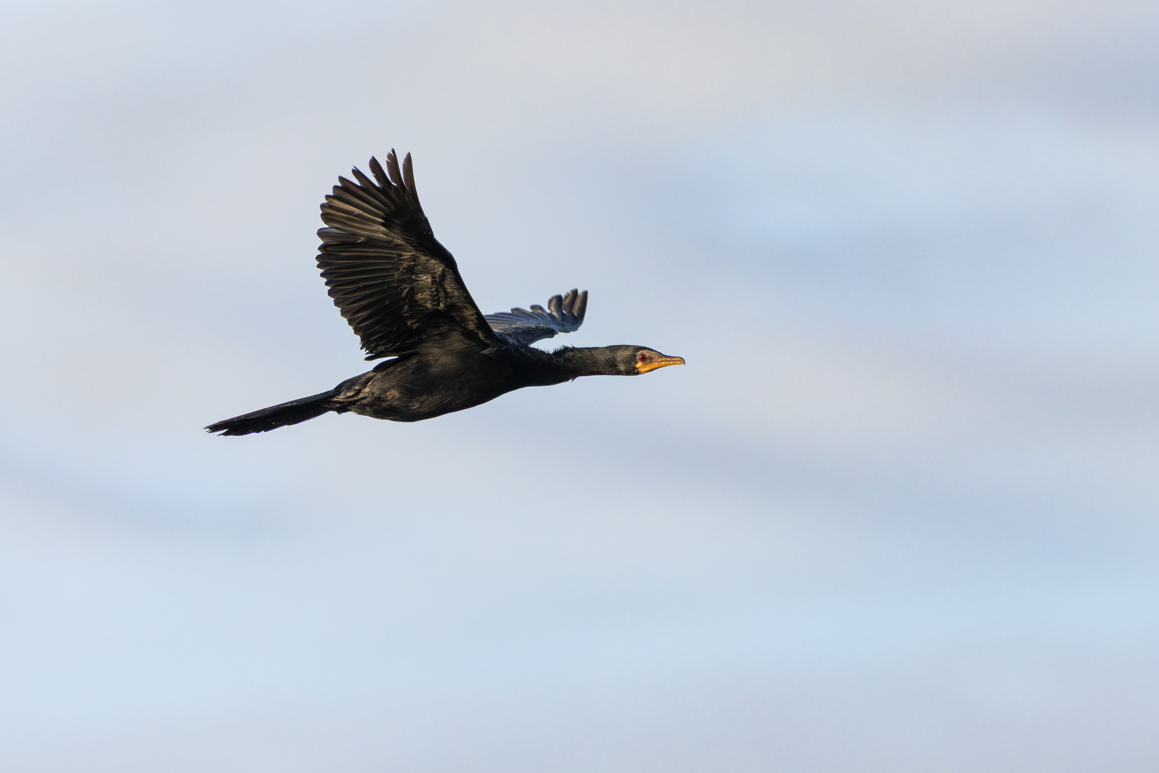 Reed Cormorant