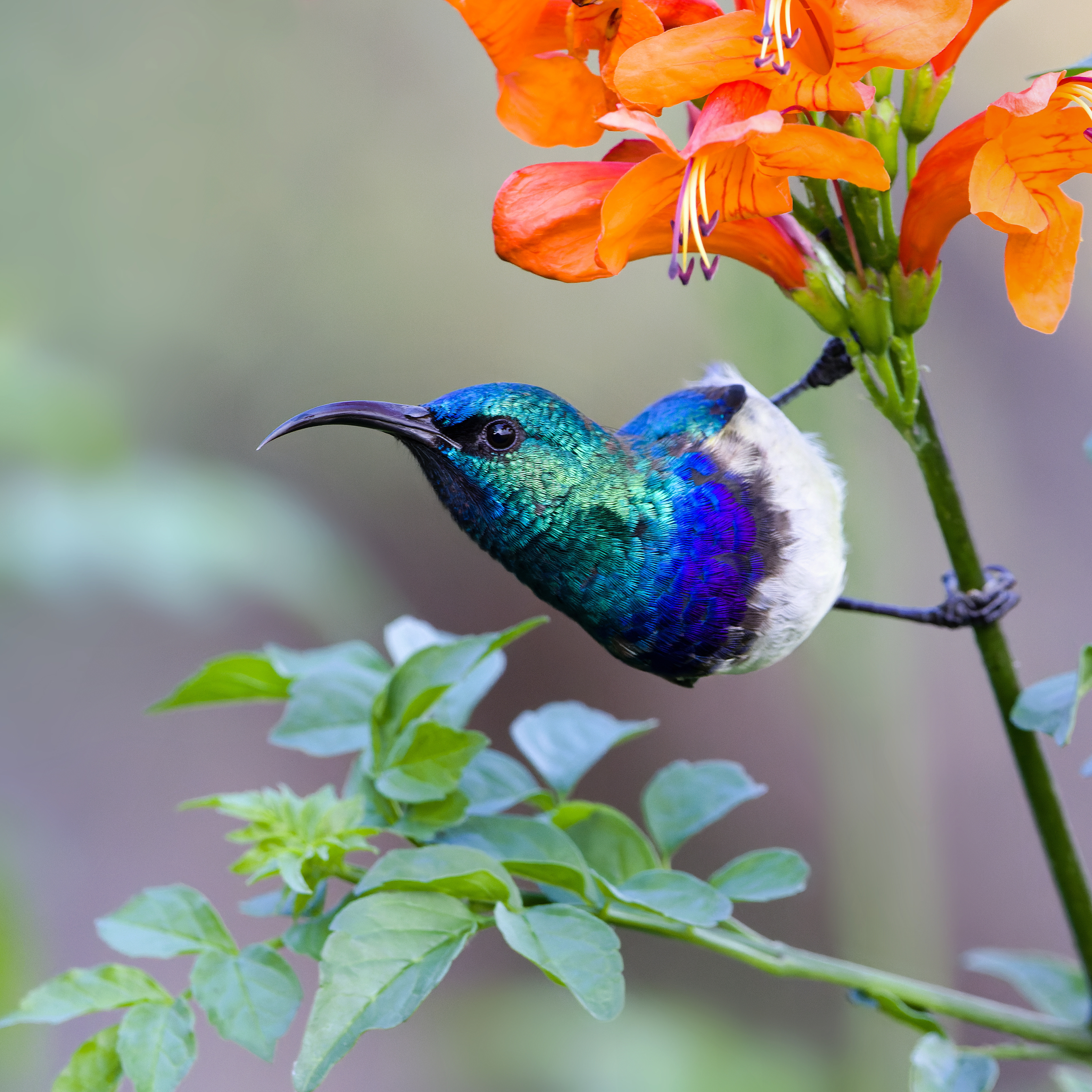 White-breasted Sunbird