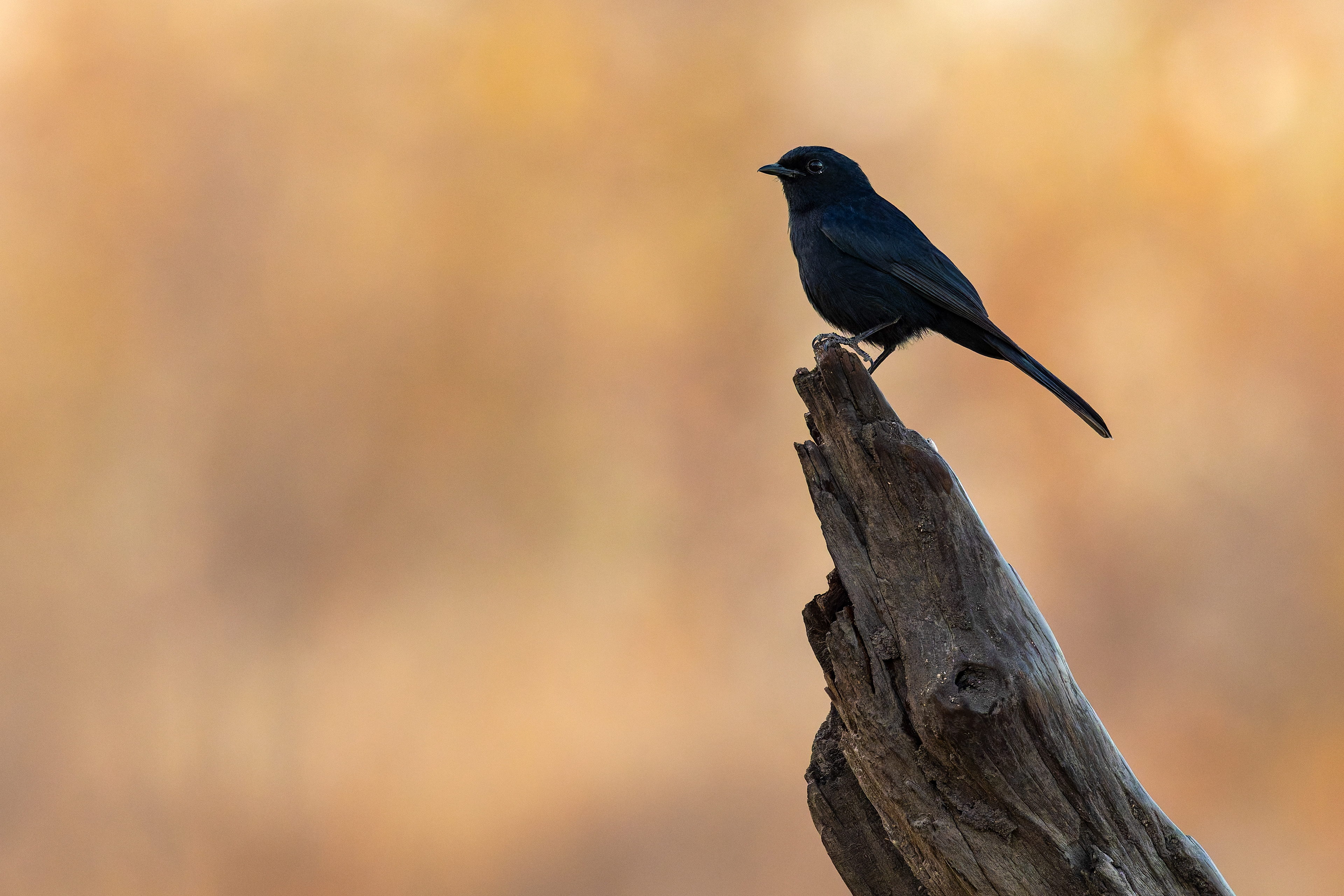 Black Flycatcher