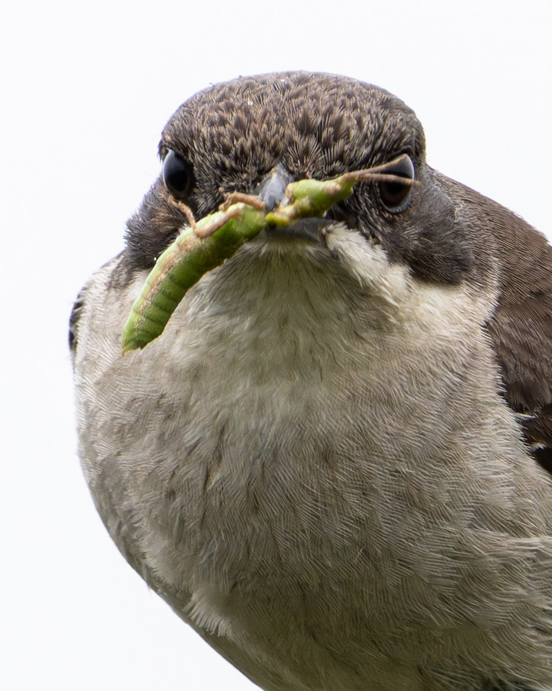 Fiscal Flycatcher