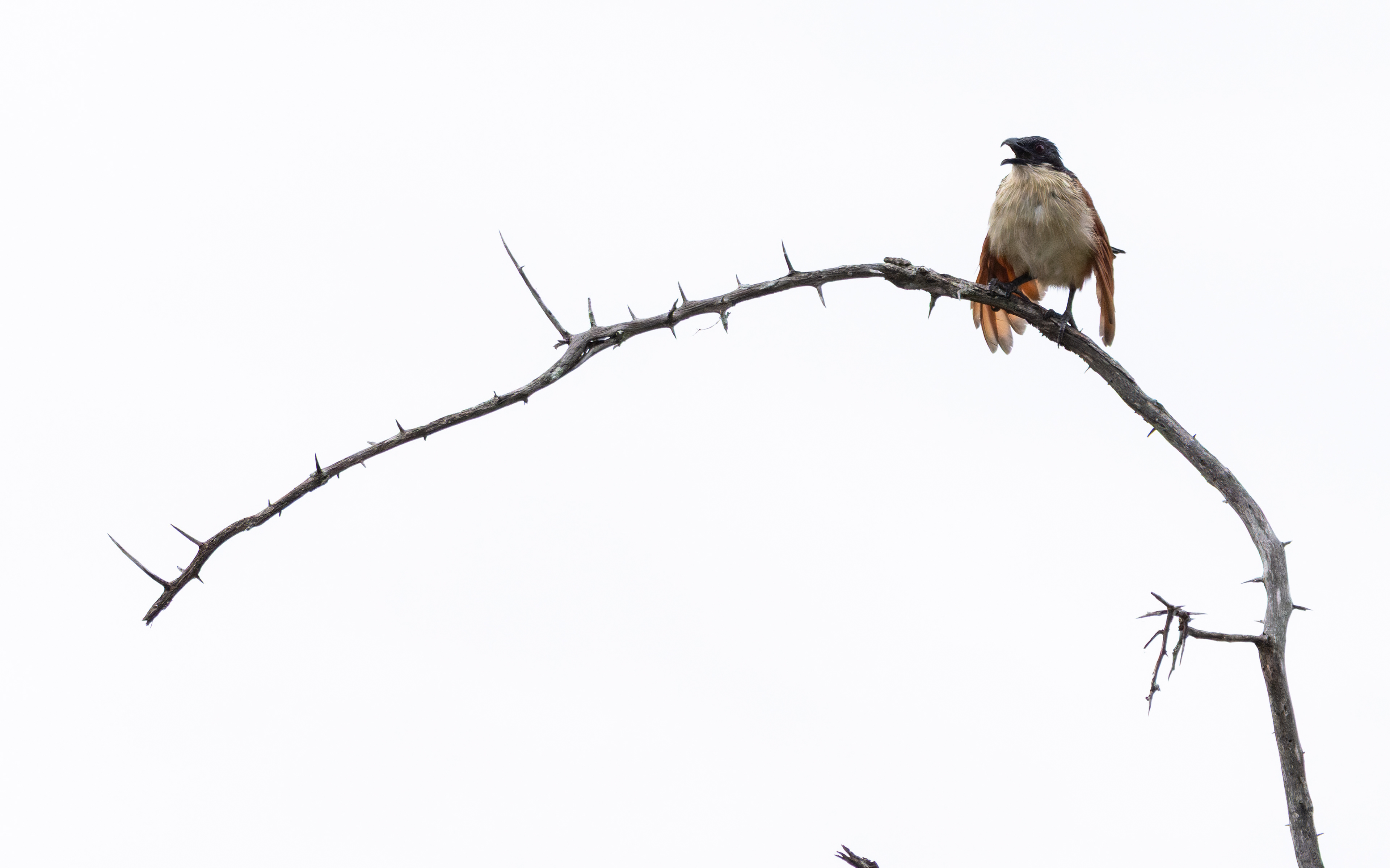 Burchell's Coucal