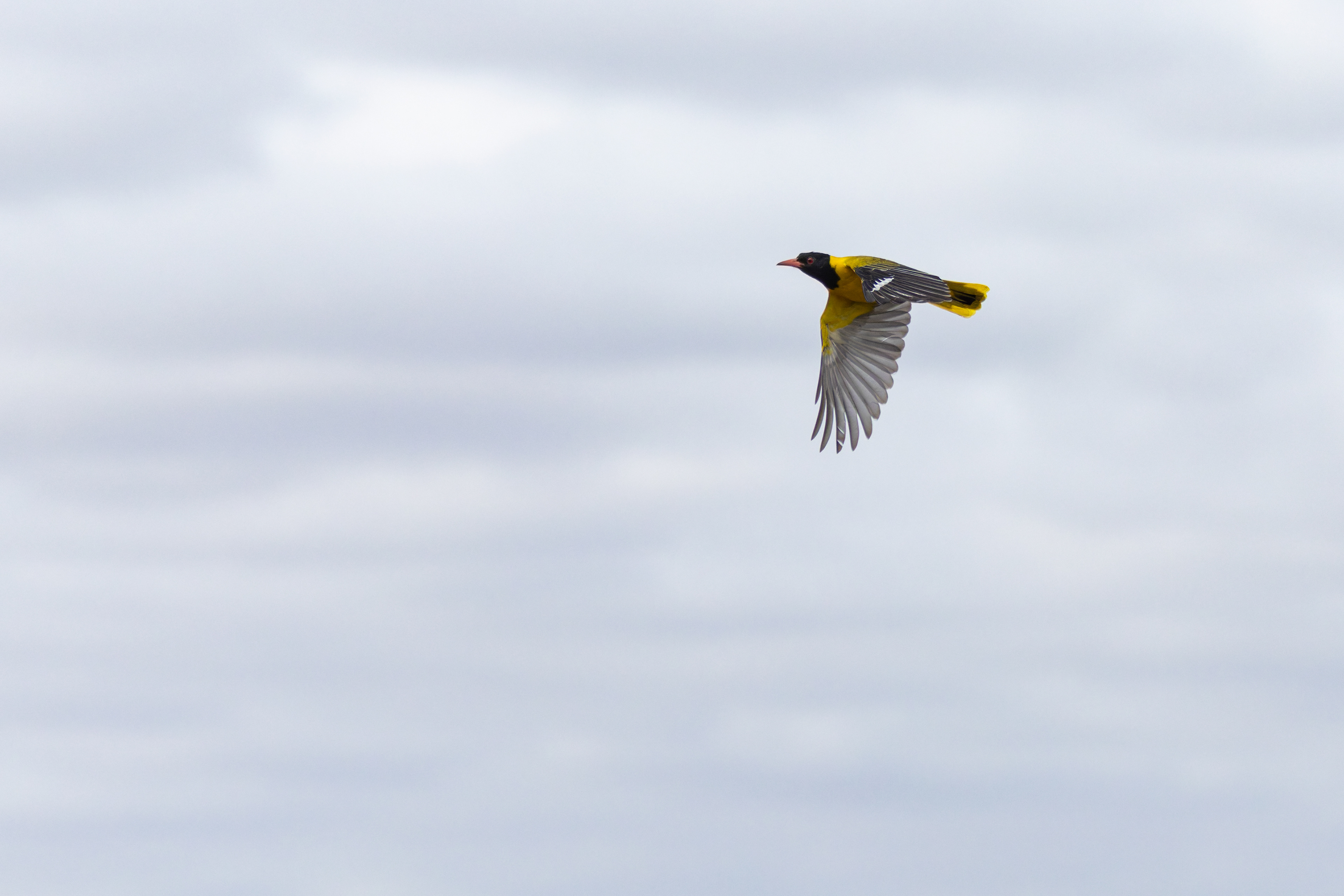 Black-headed Oriole