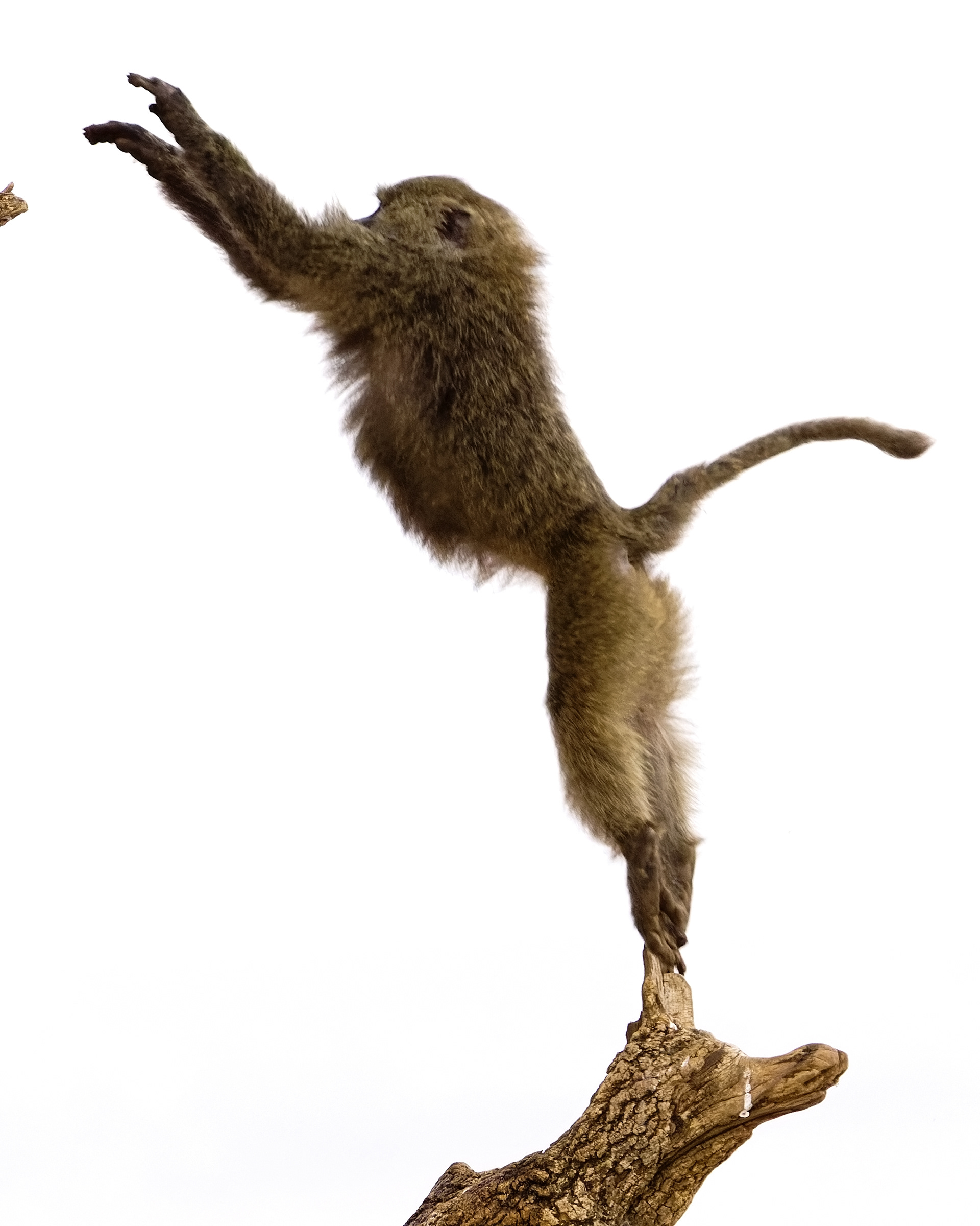 Chacma Baboon