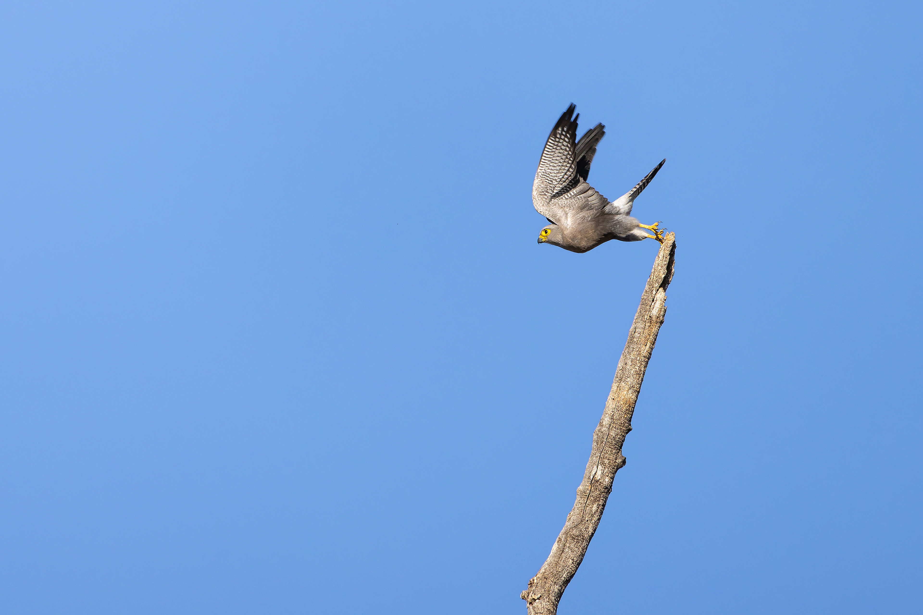 Dickinson's Kestrel