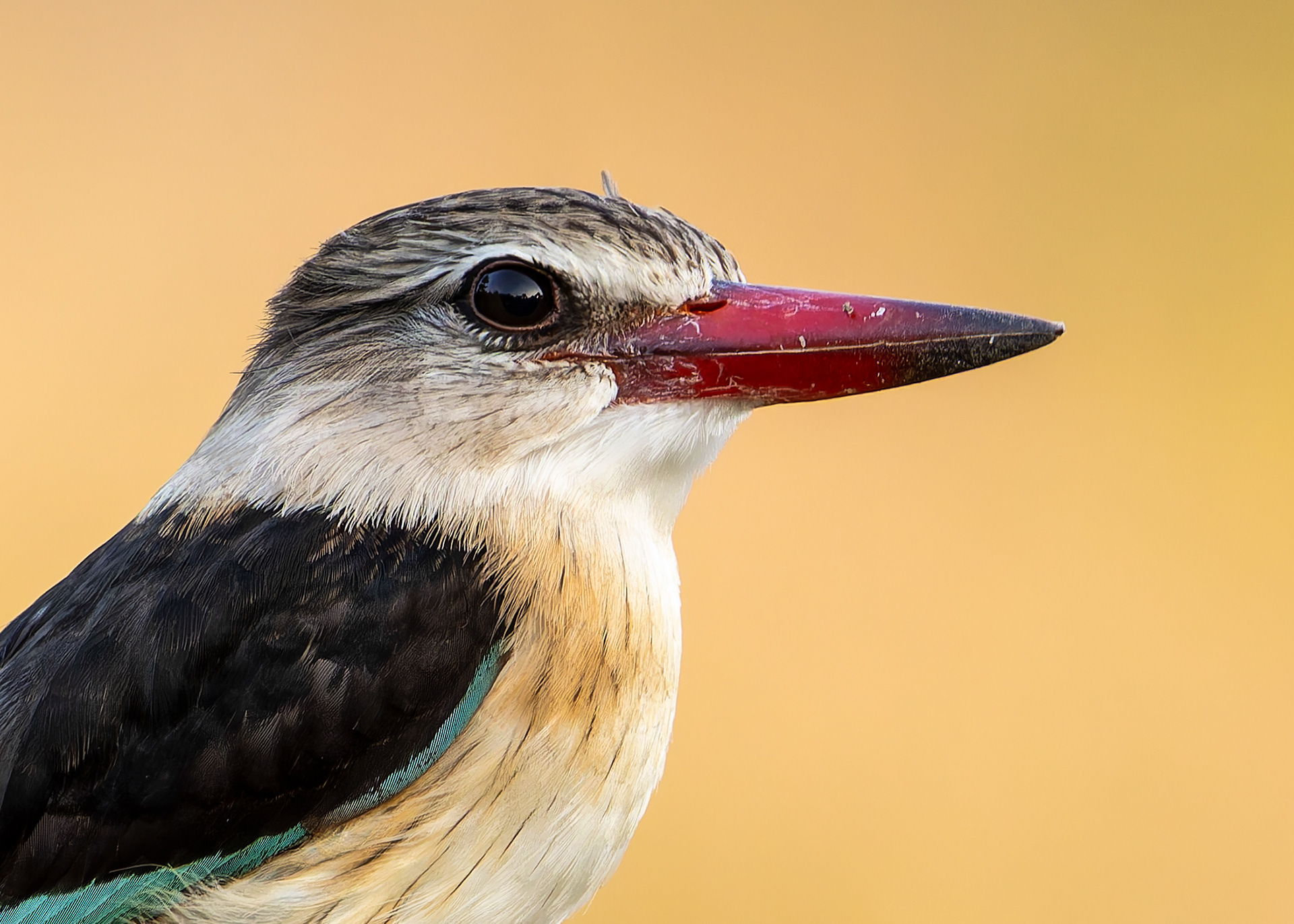 Brown-hooded Kingfisher