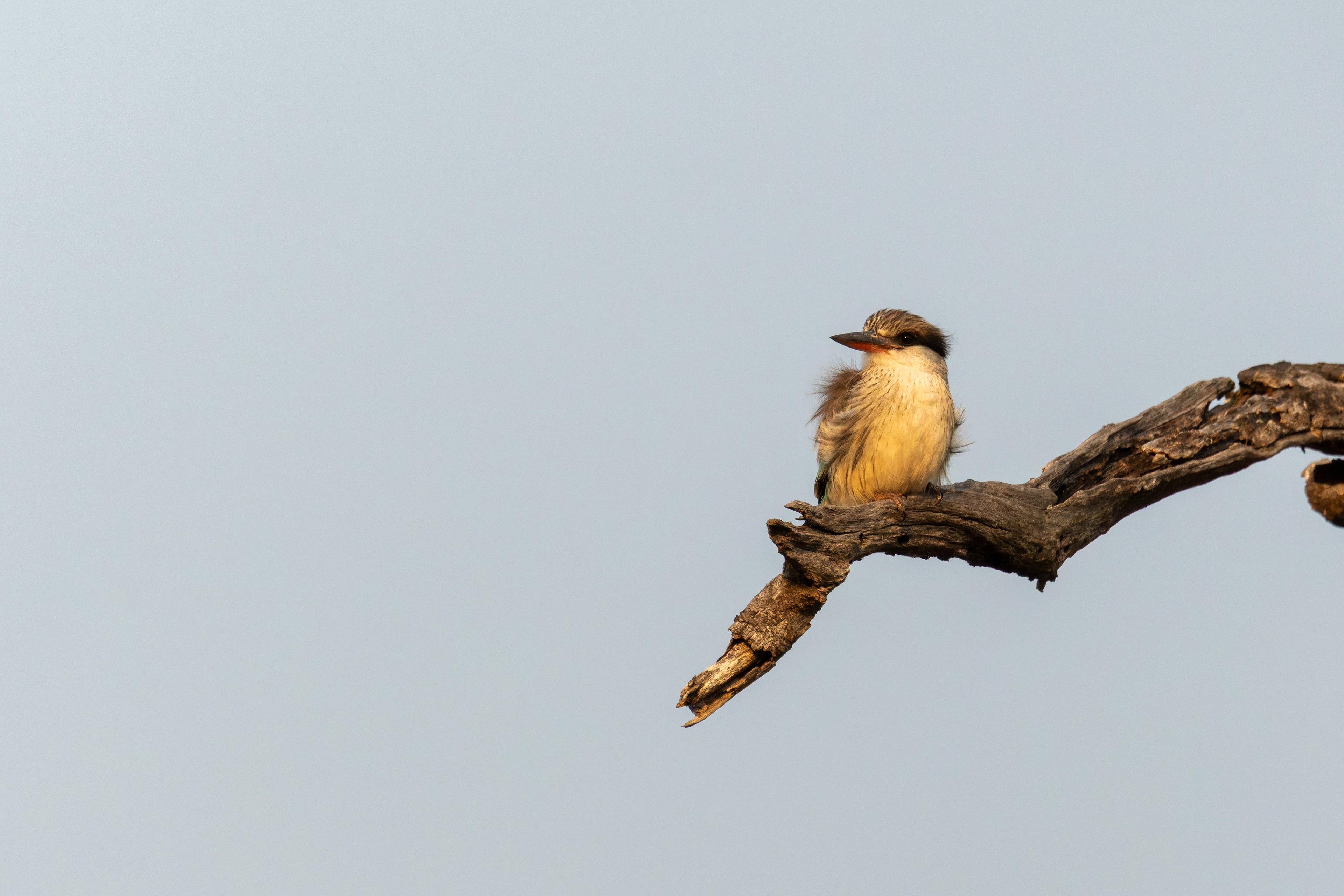 Striped Kingfisher