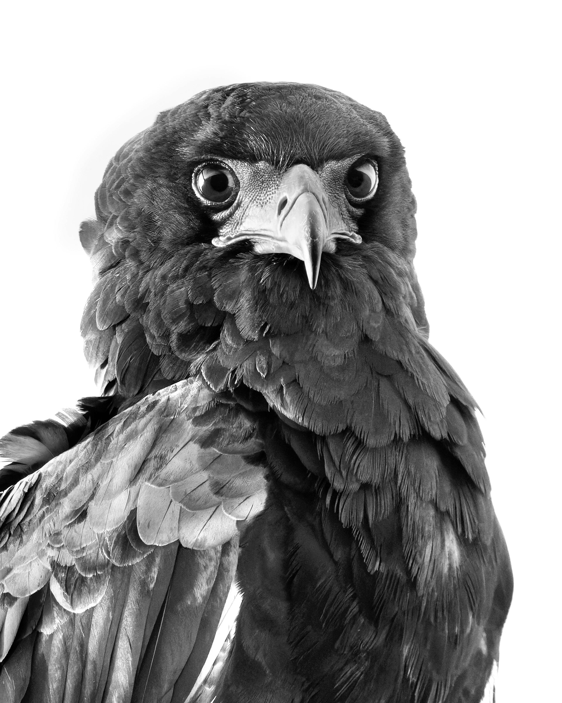Bateleur