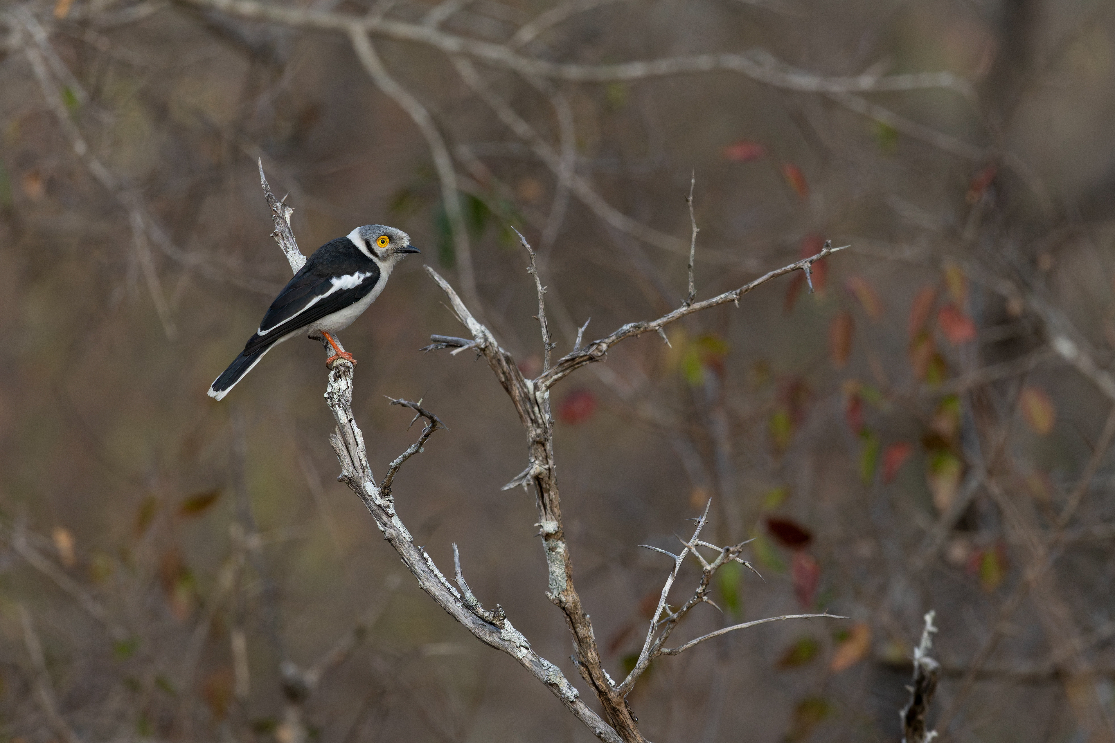 White-crested Helmetshrike