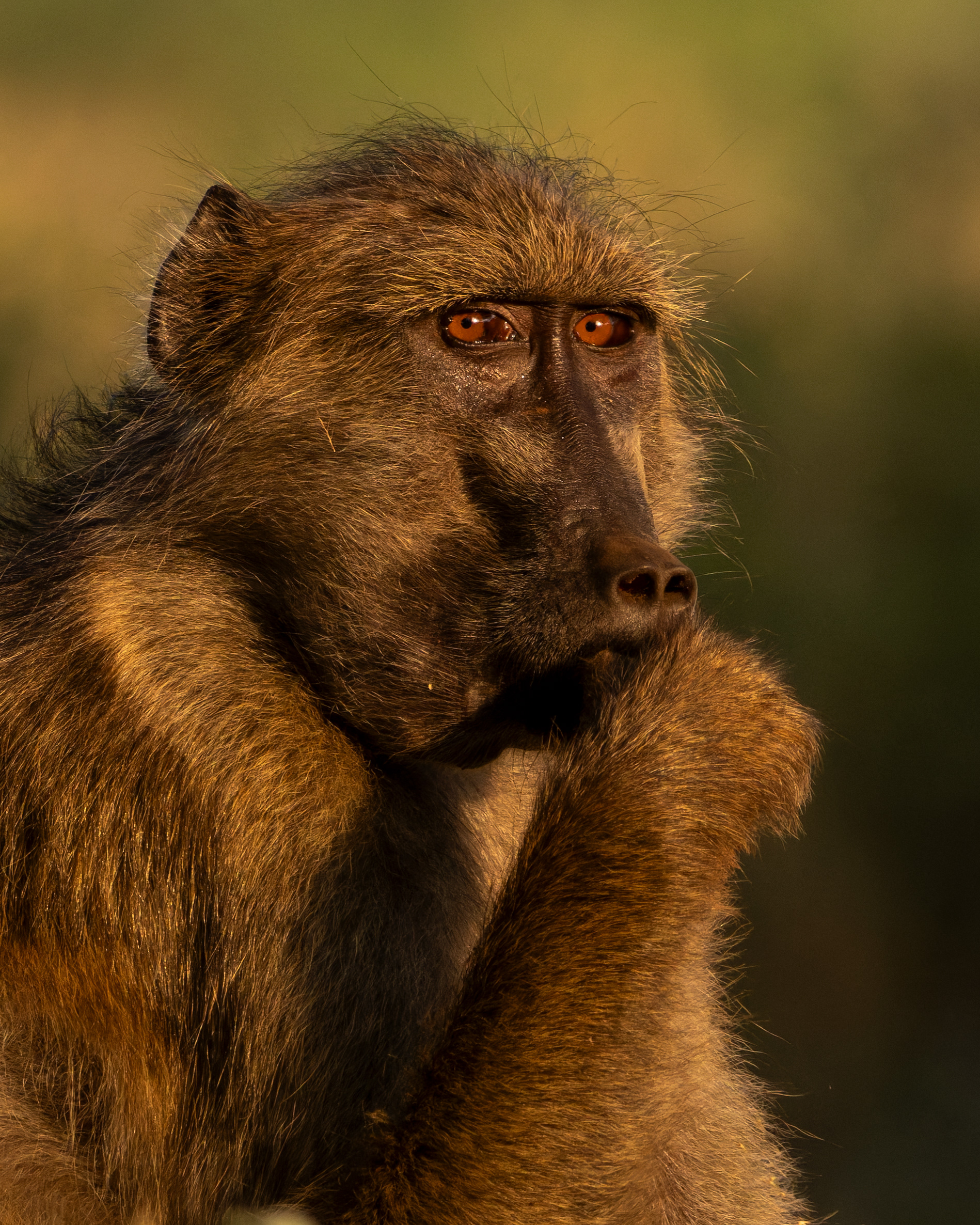 Chacma Baboon