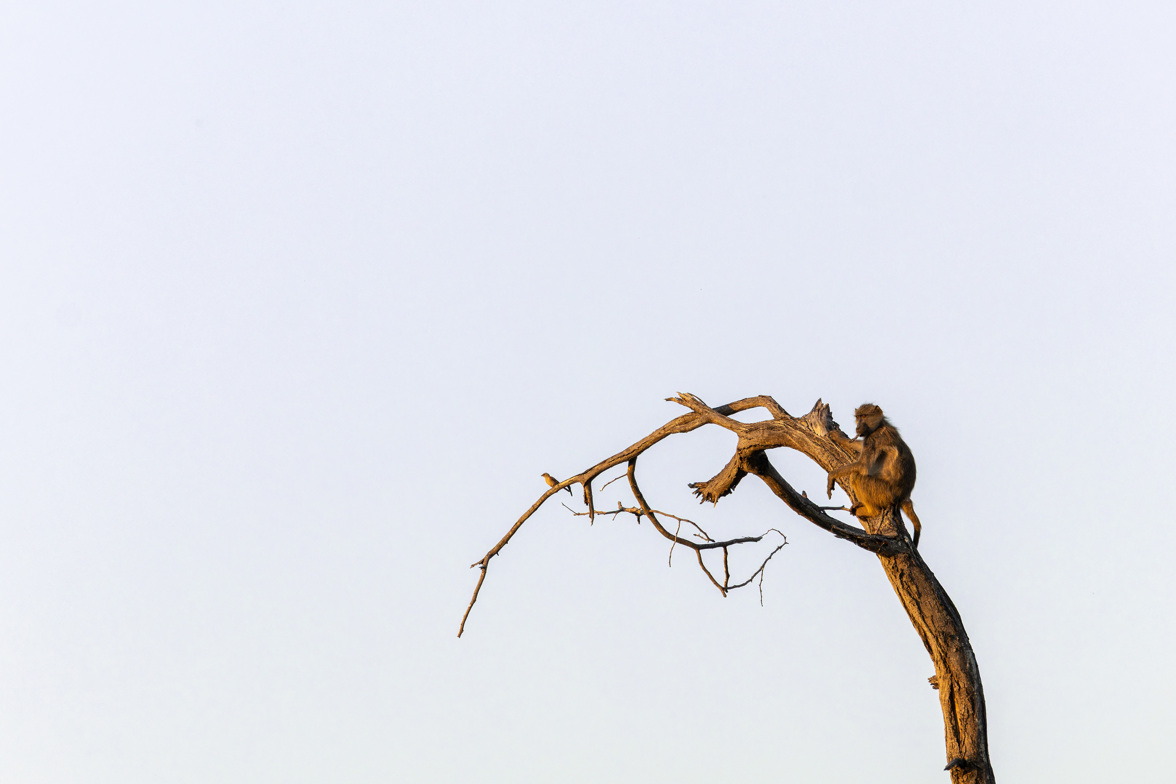 Chacma Baboon