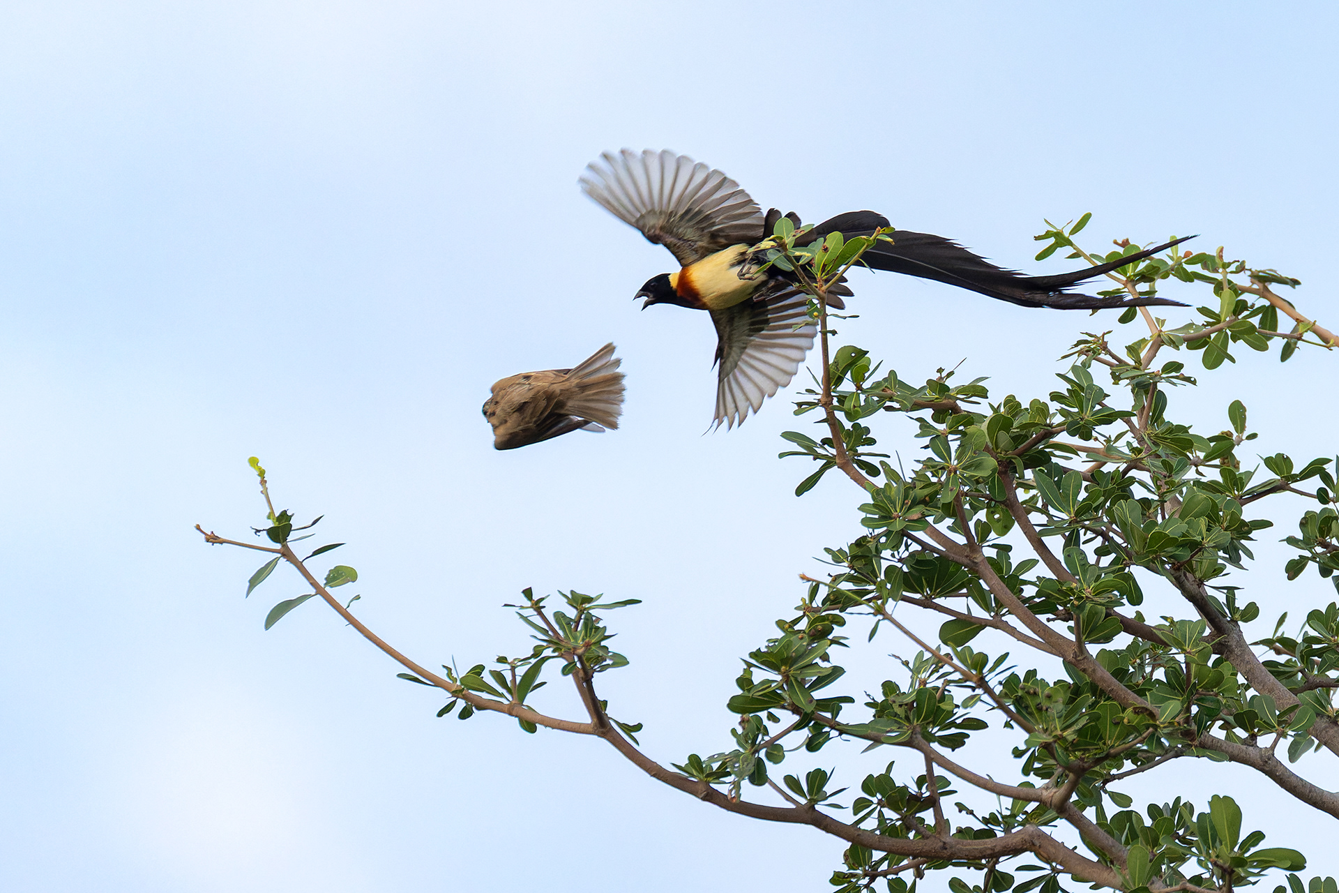 Long-tailed Paradise Whydah