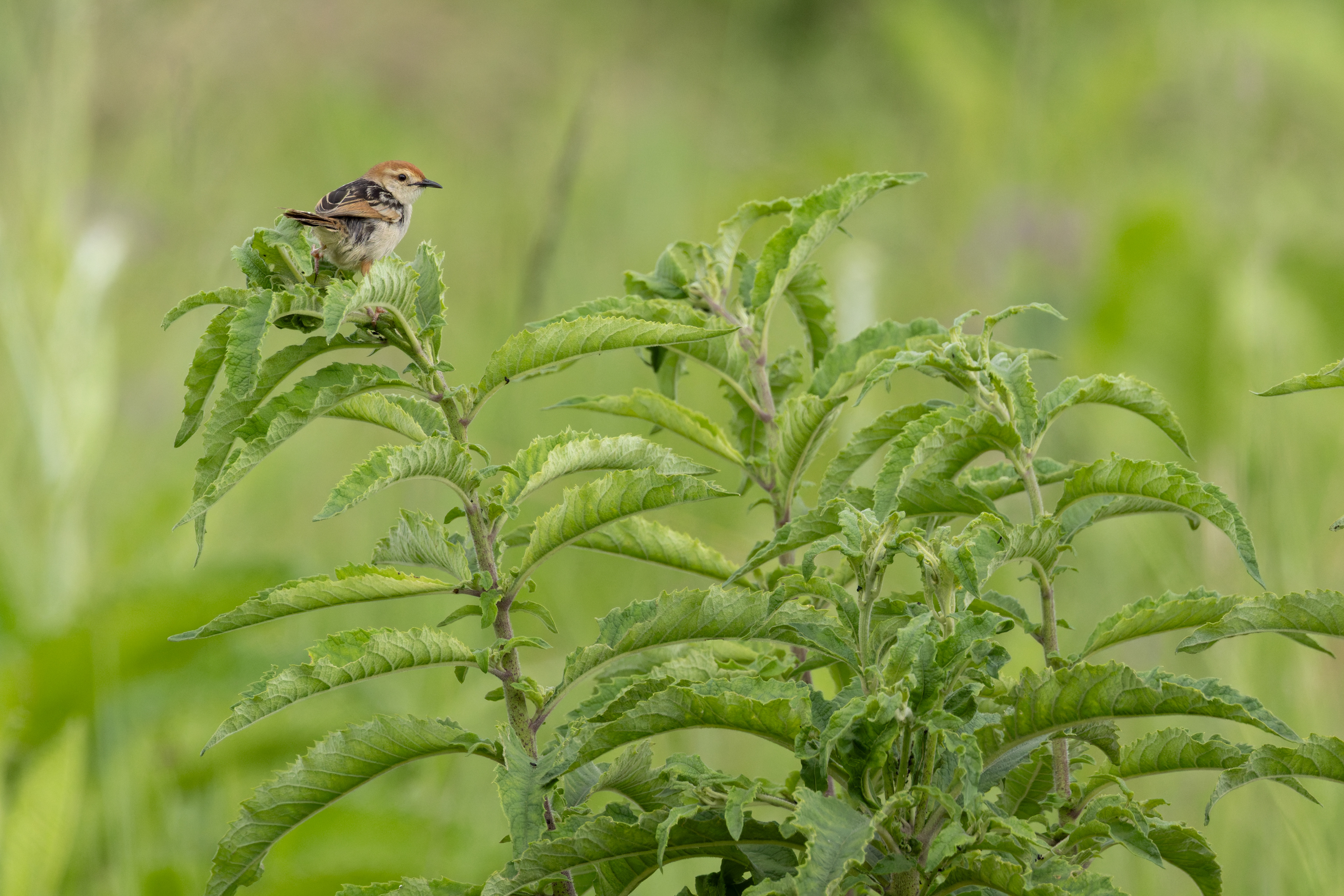 Levaillant's Cisticola