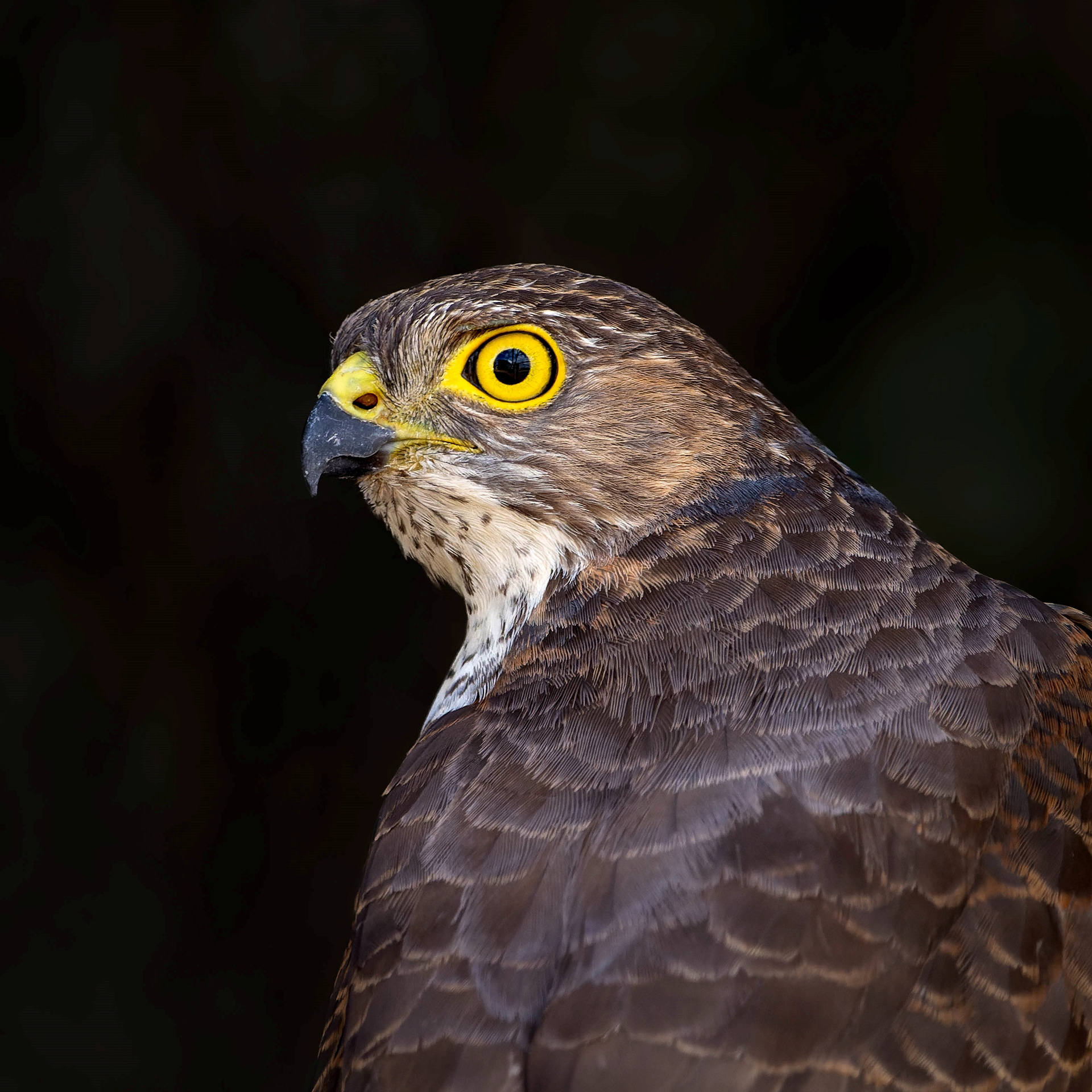 African Goshawk