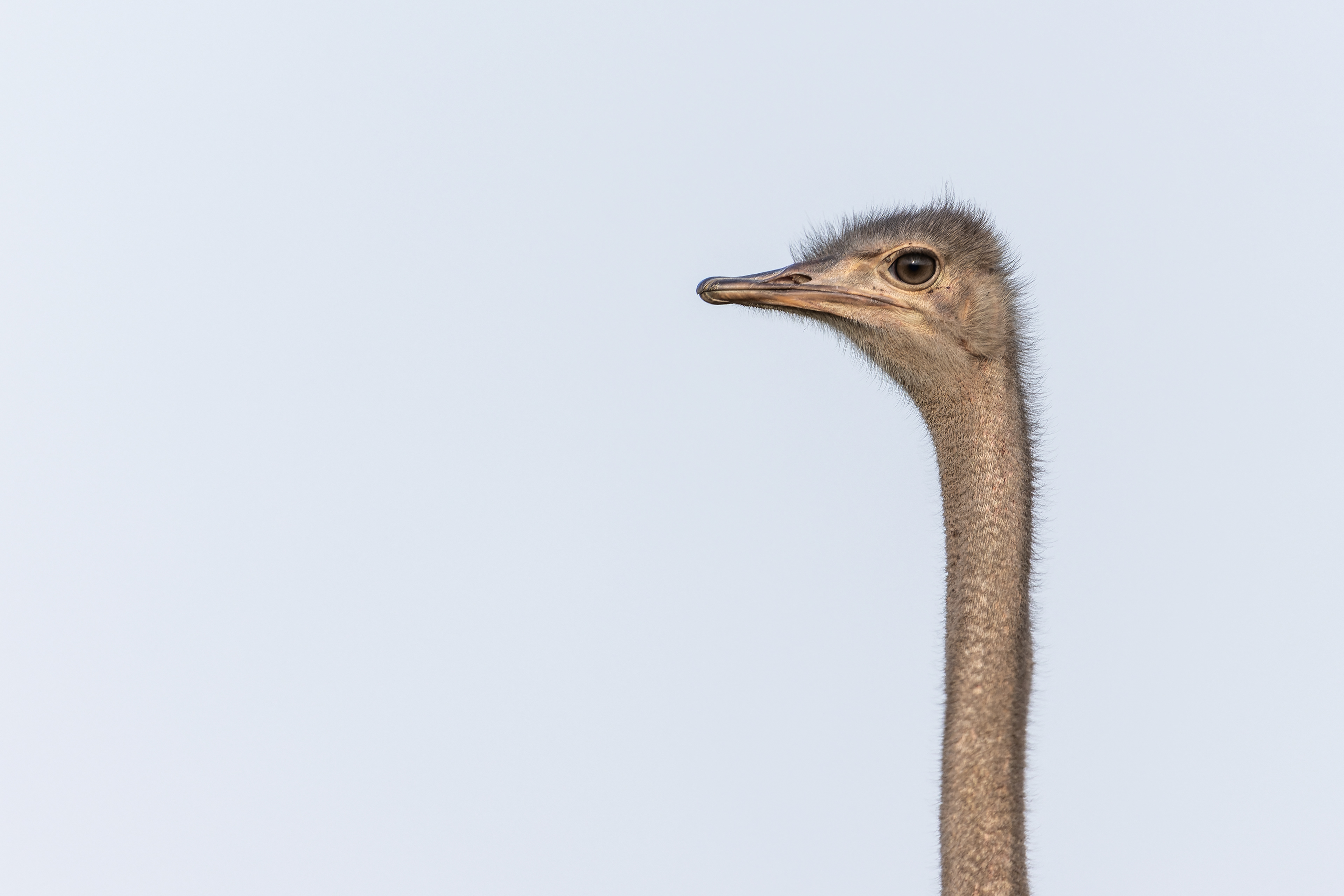 Masai Ostrich