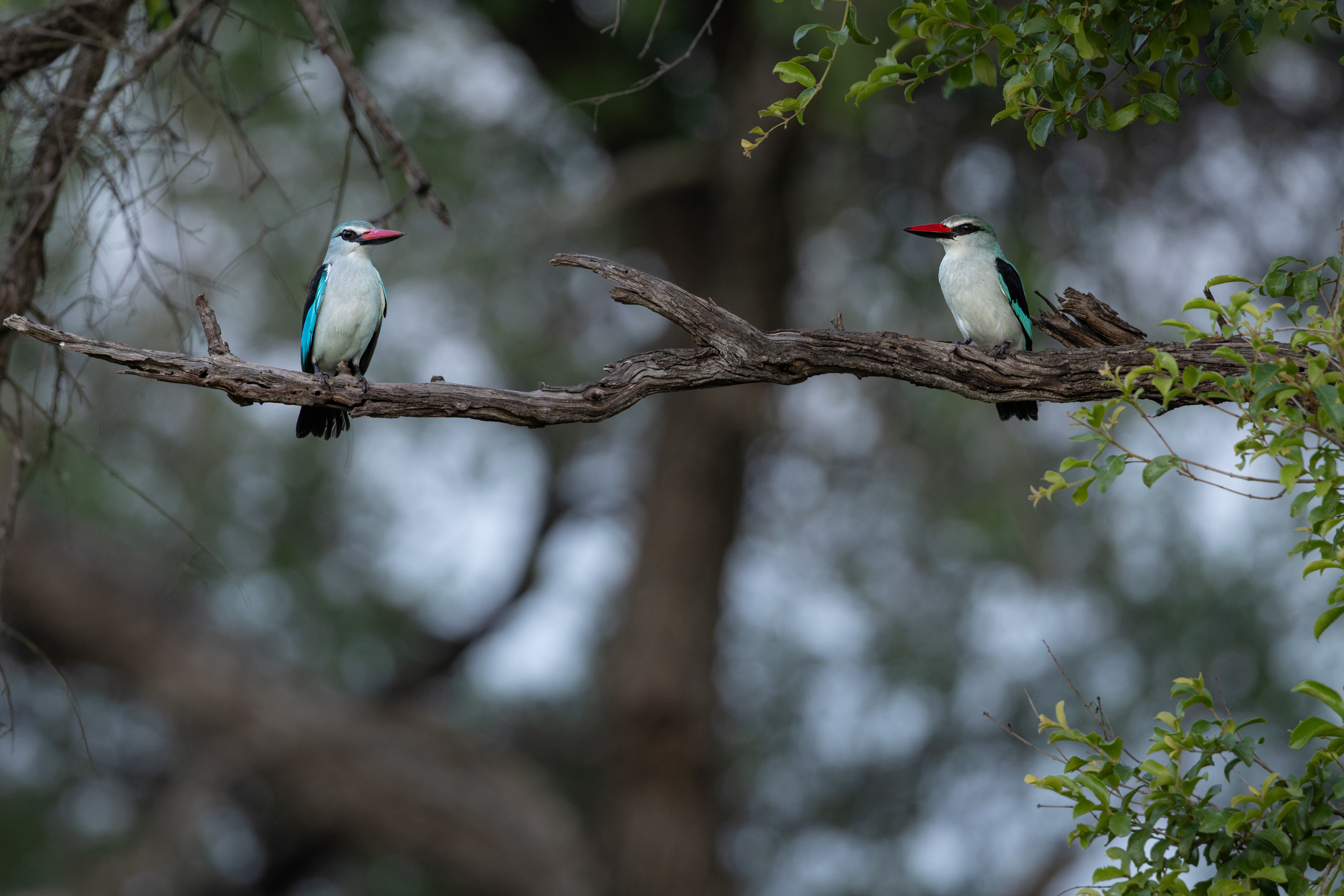 Woodland Kingfisher