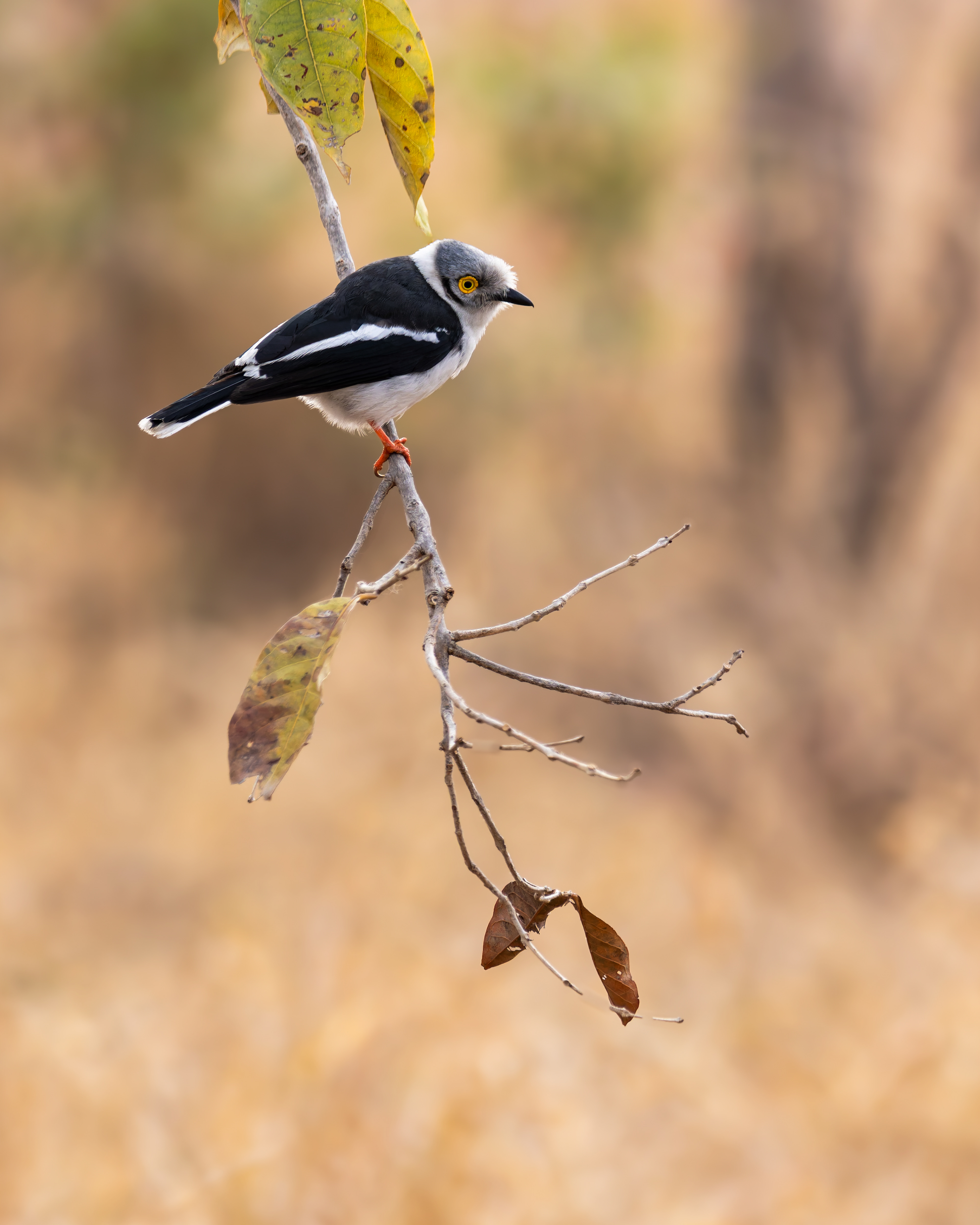 White-crested Helmetshrike