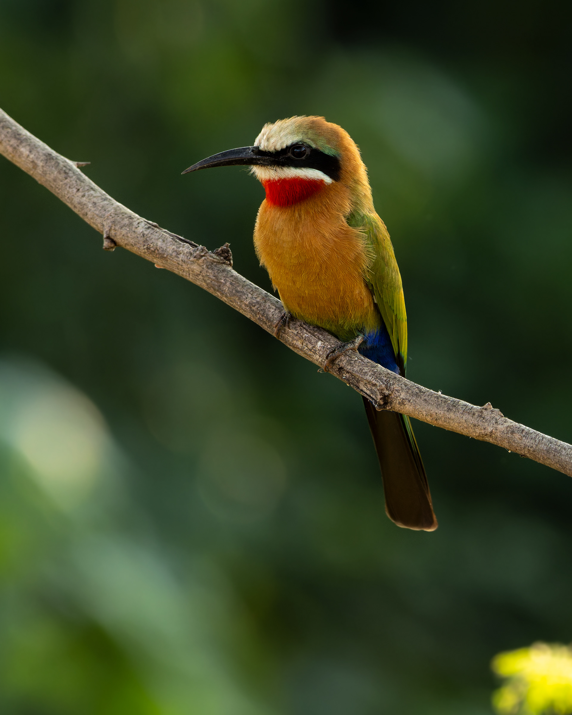 White-fronted Bee-eater