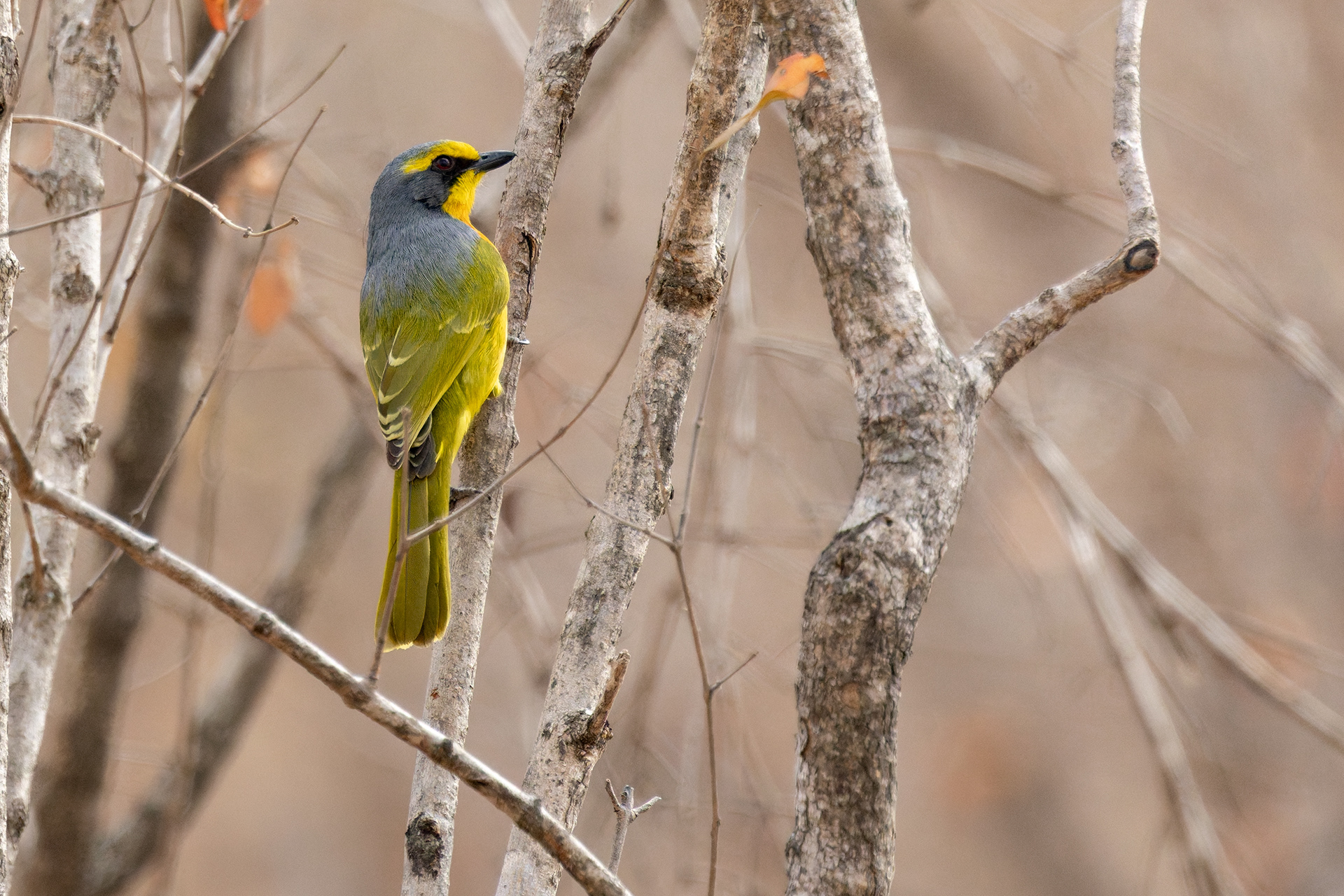 Orange-breasted Bushshrike