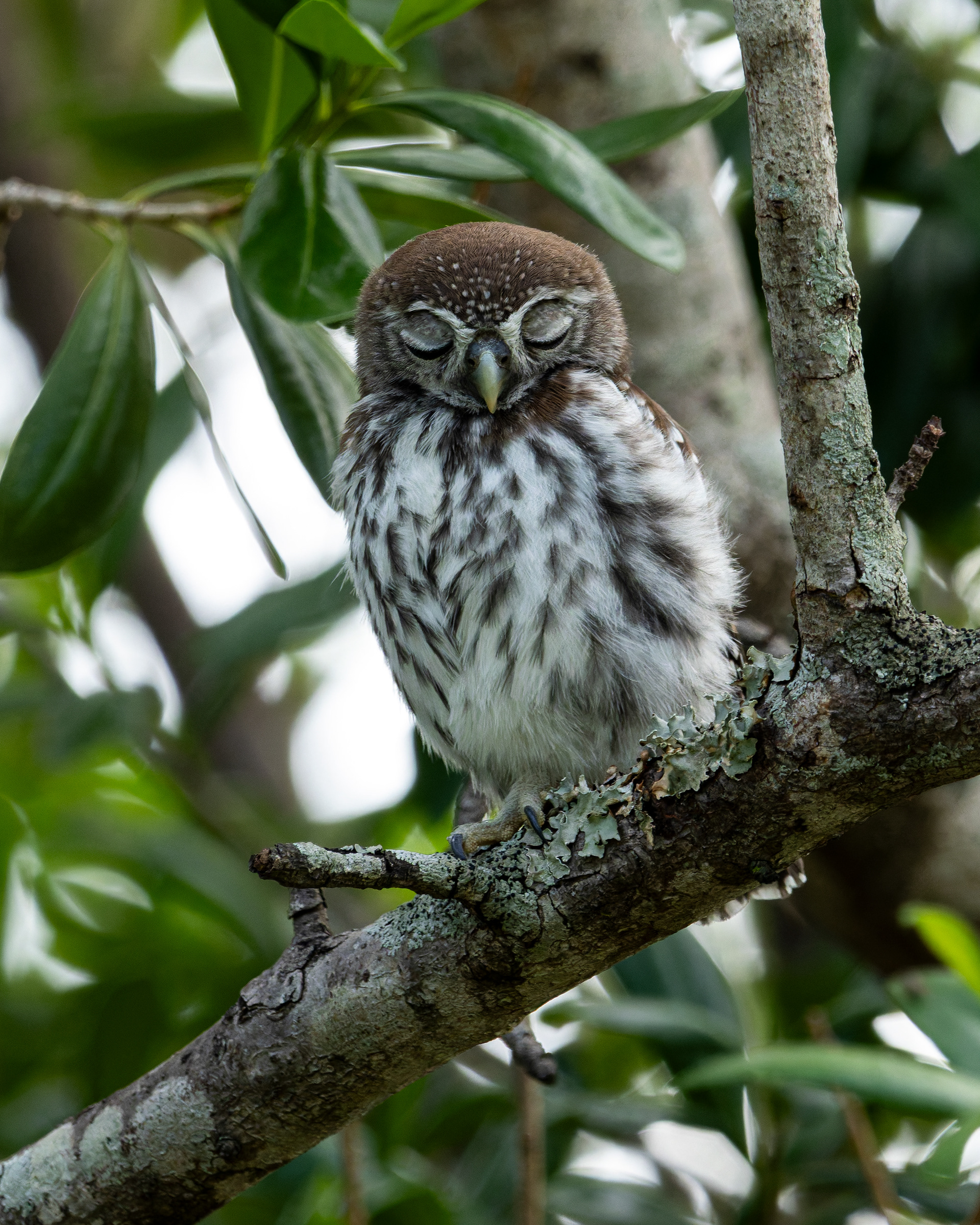 Pearl-spotted Owl