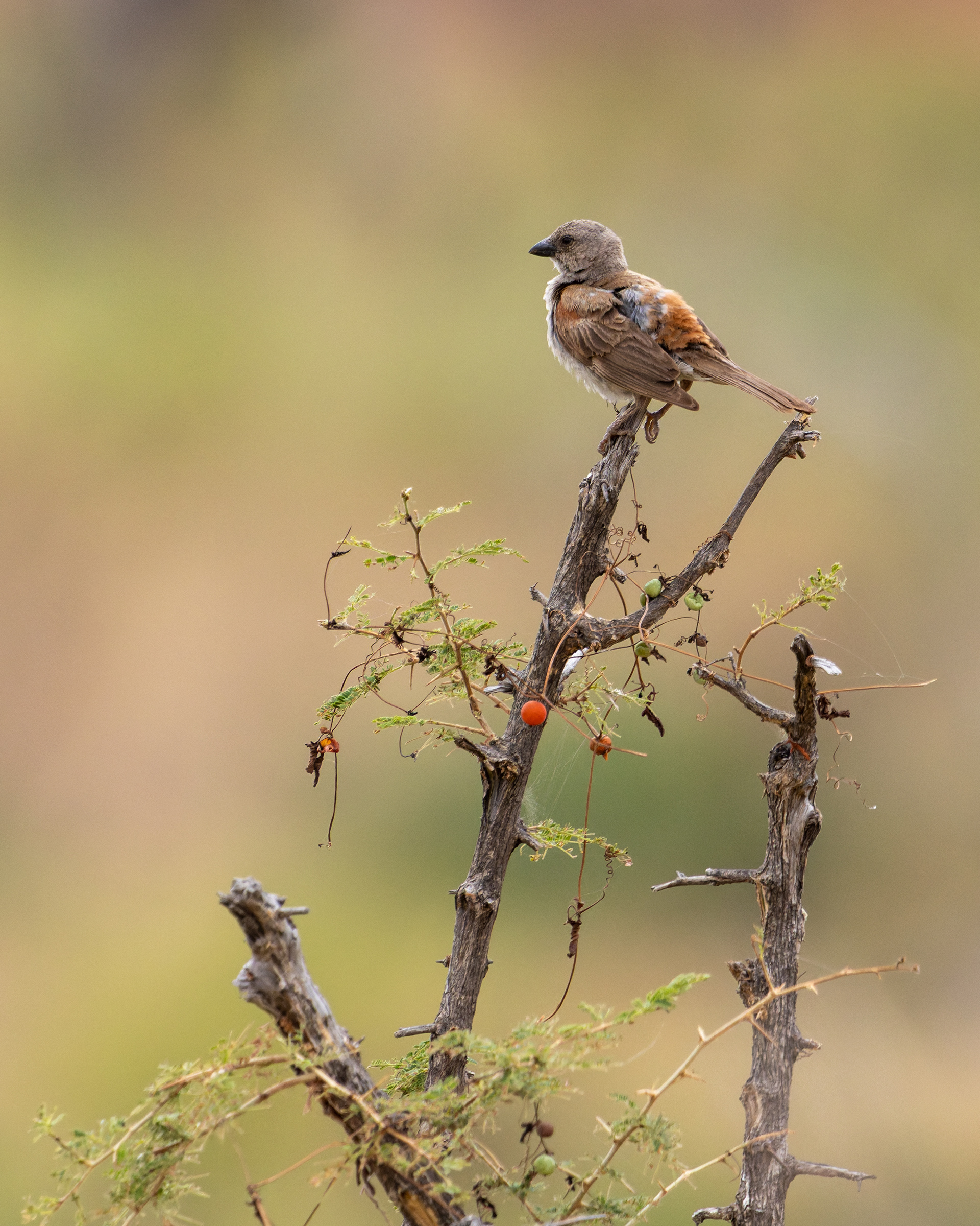 Southern Grey-headed Sparrow