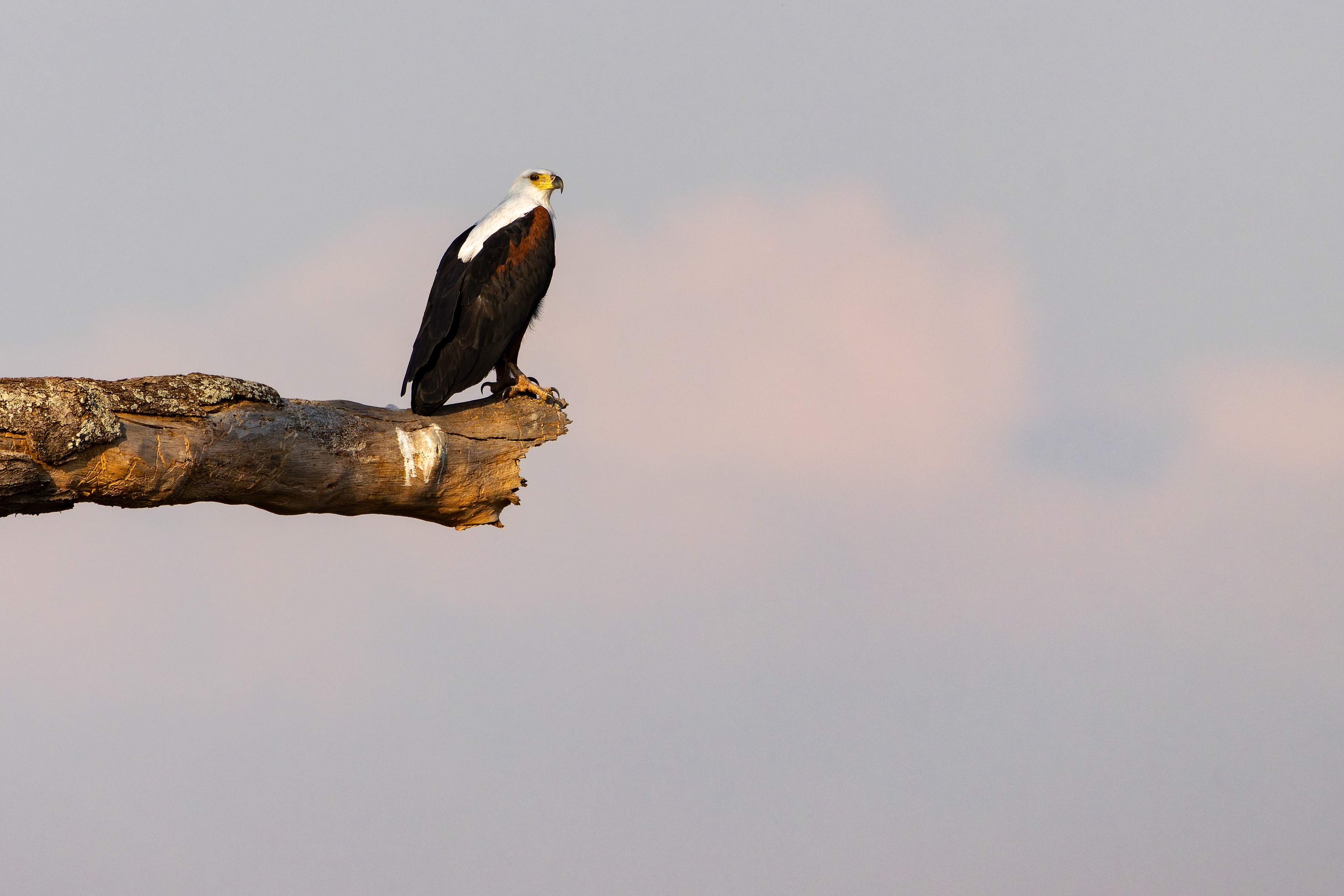 African Fish Eagle