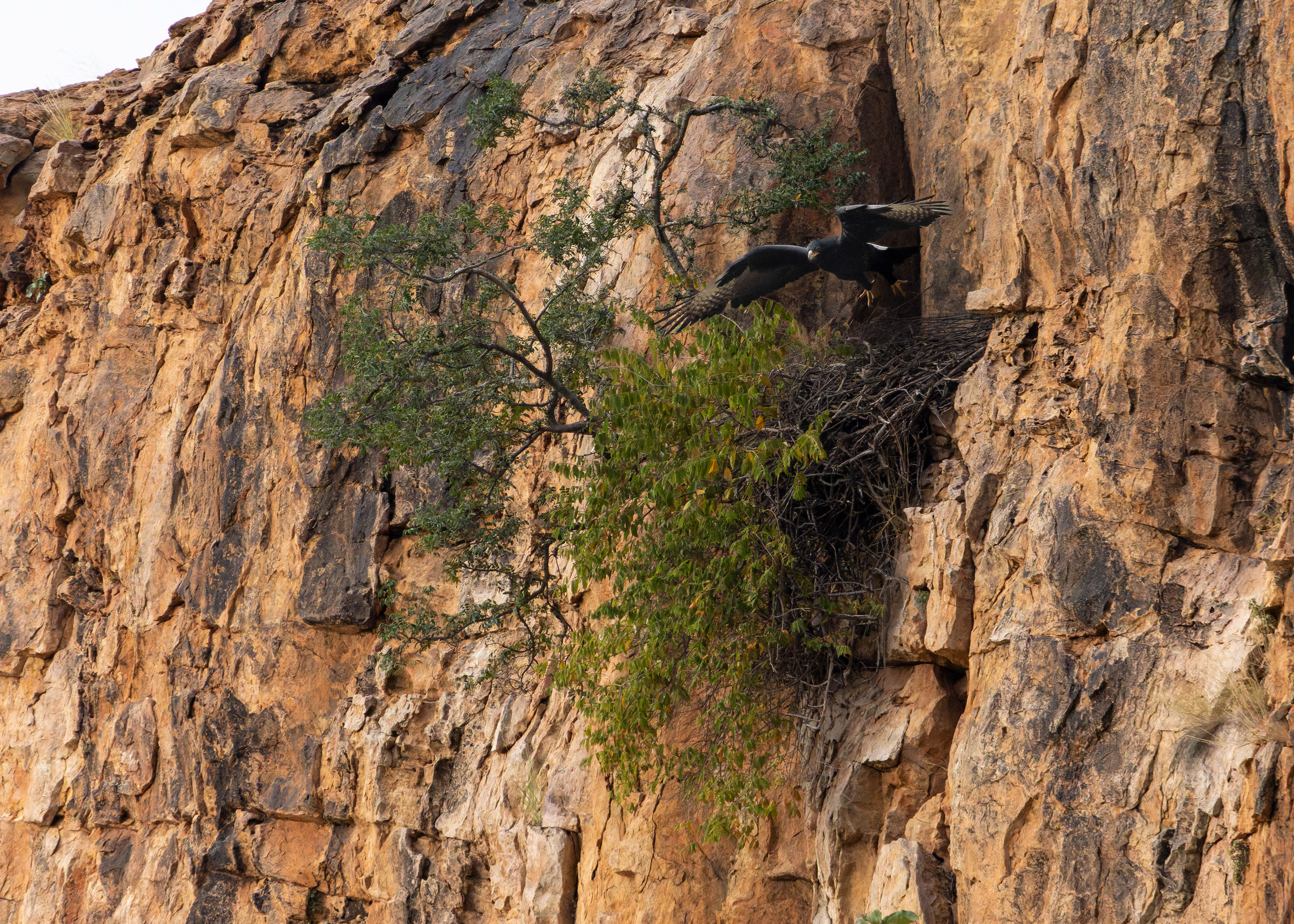 Verreaux's Eagle