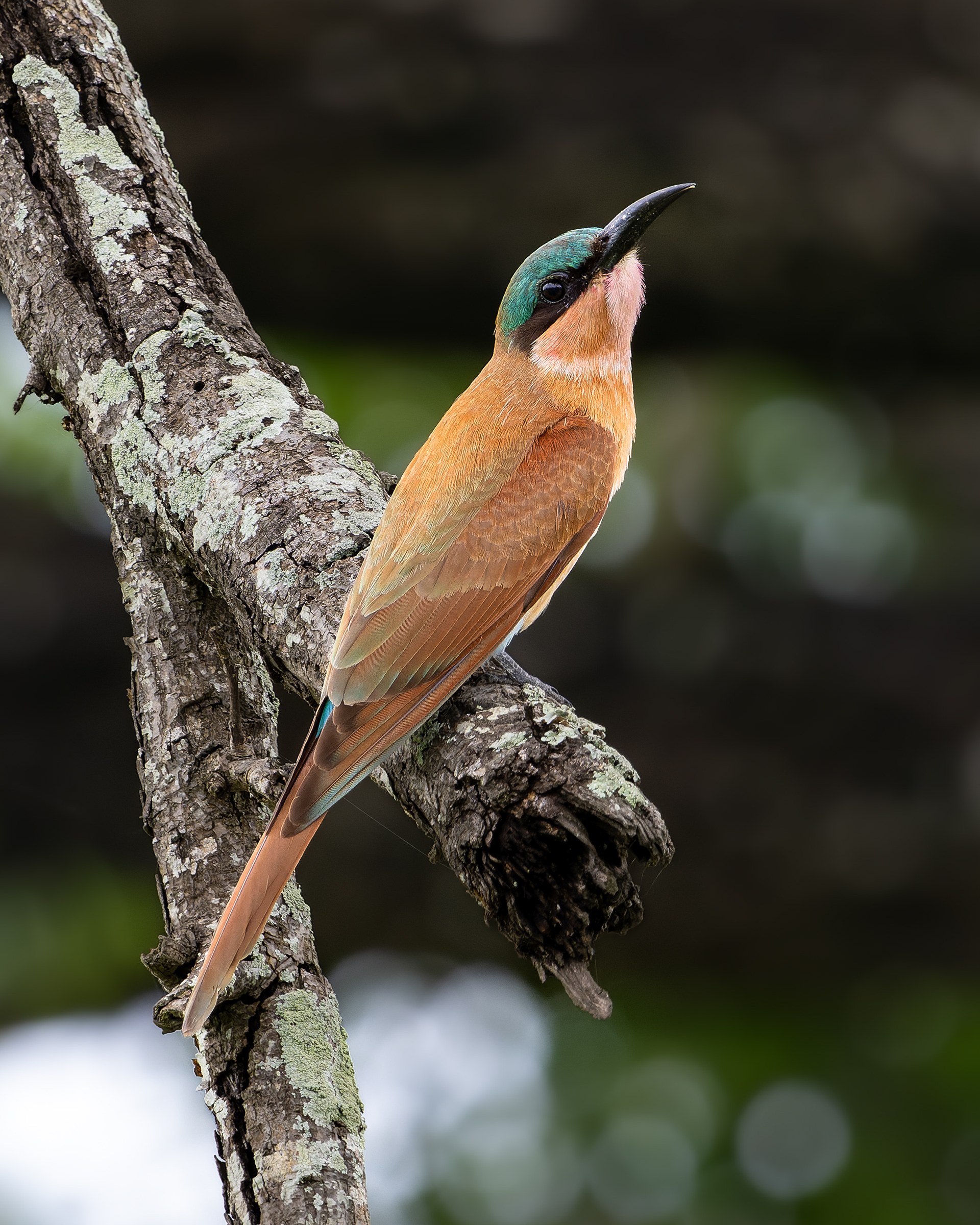 Carmine Bee-eater