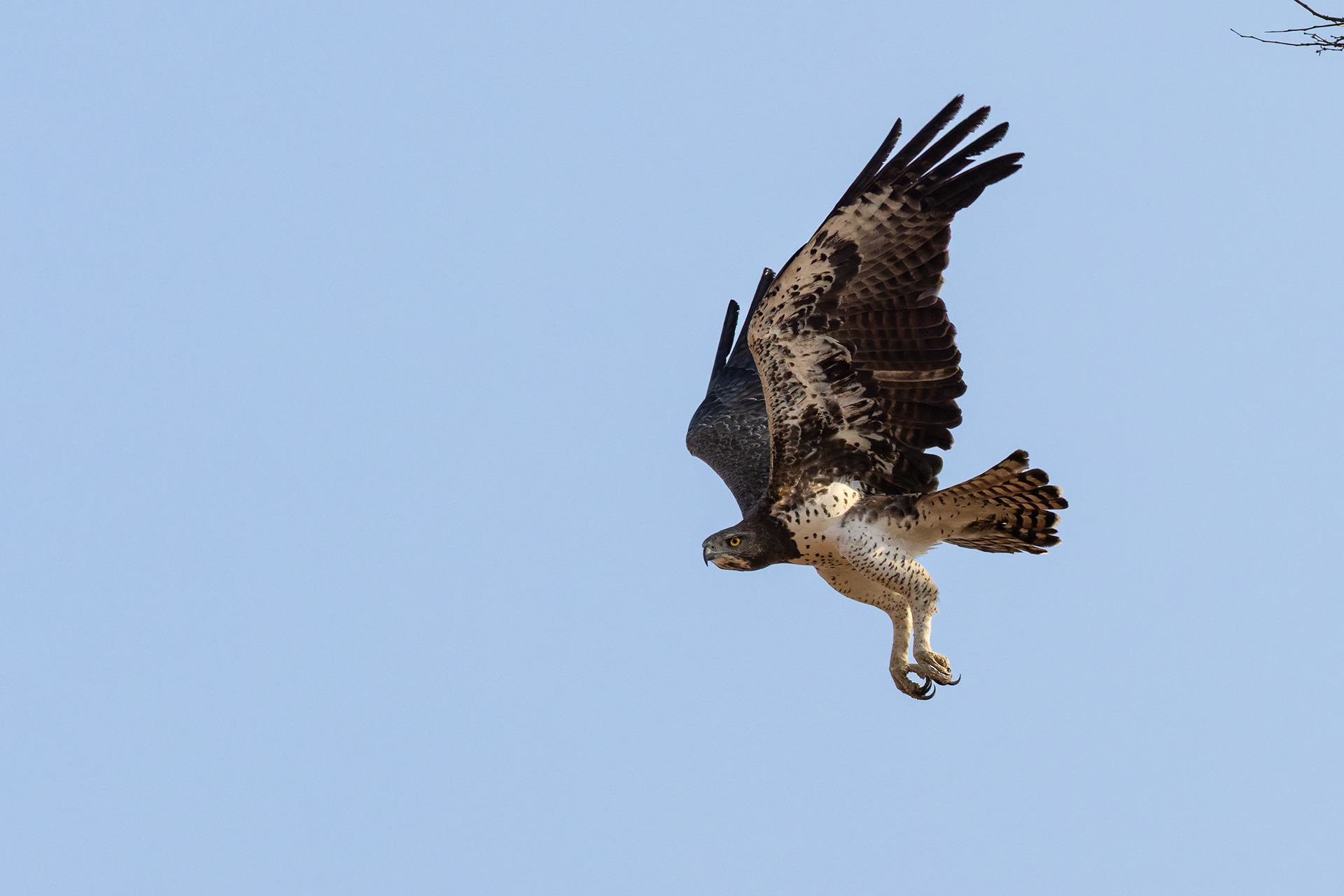 Martial Eagle