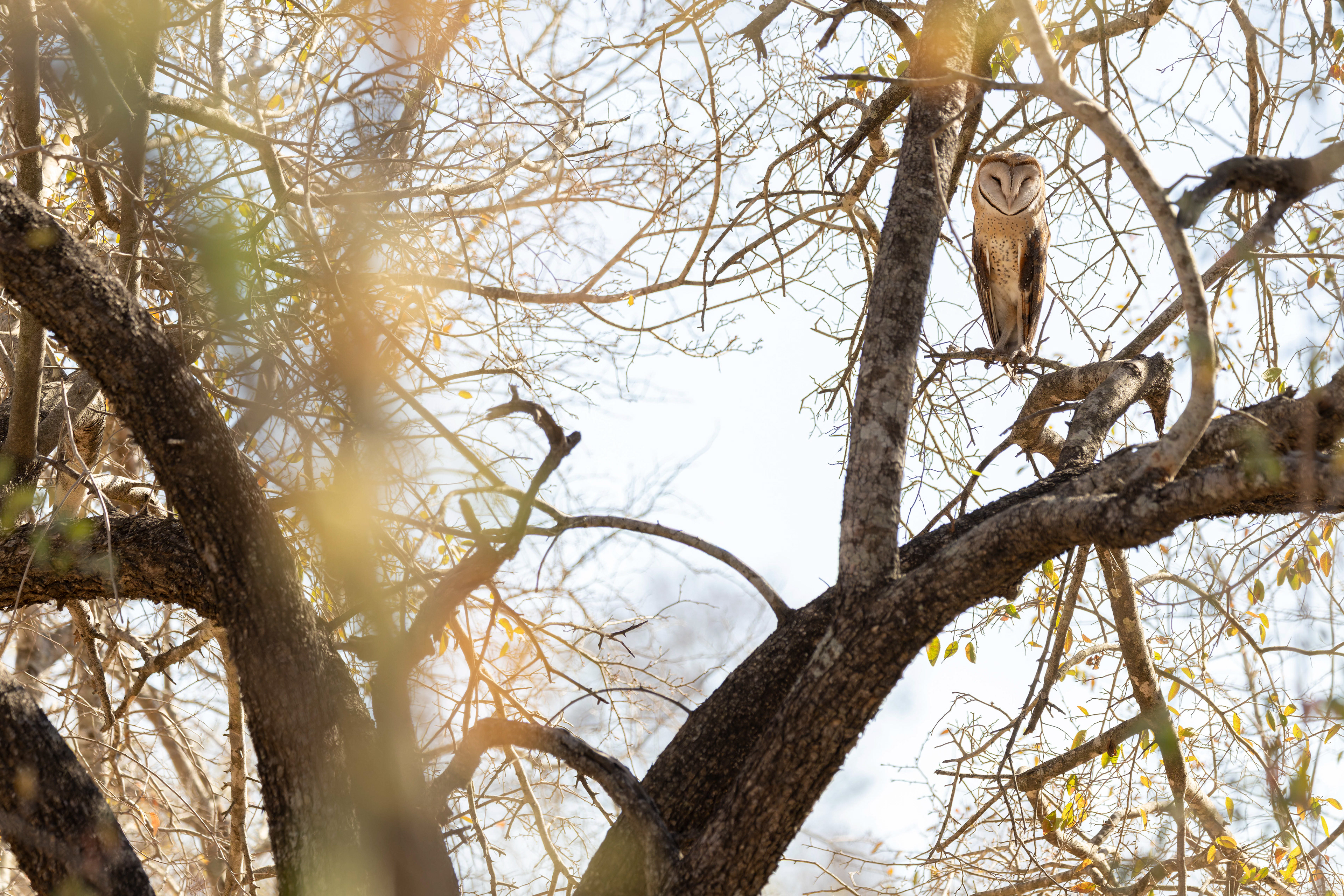 Barn Owl