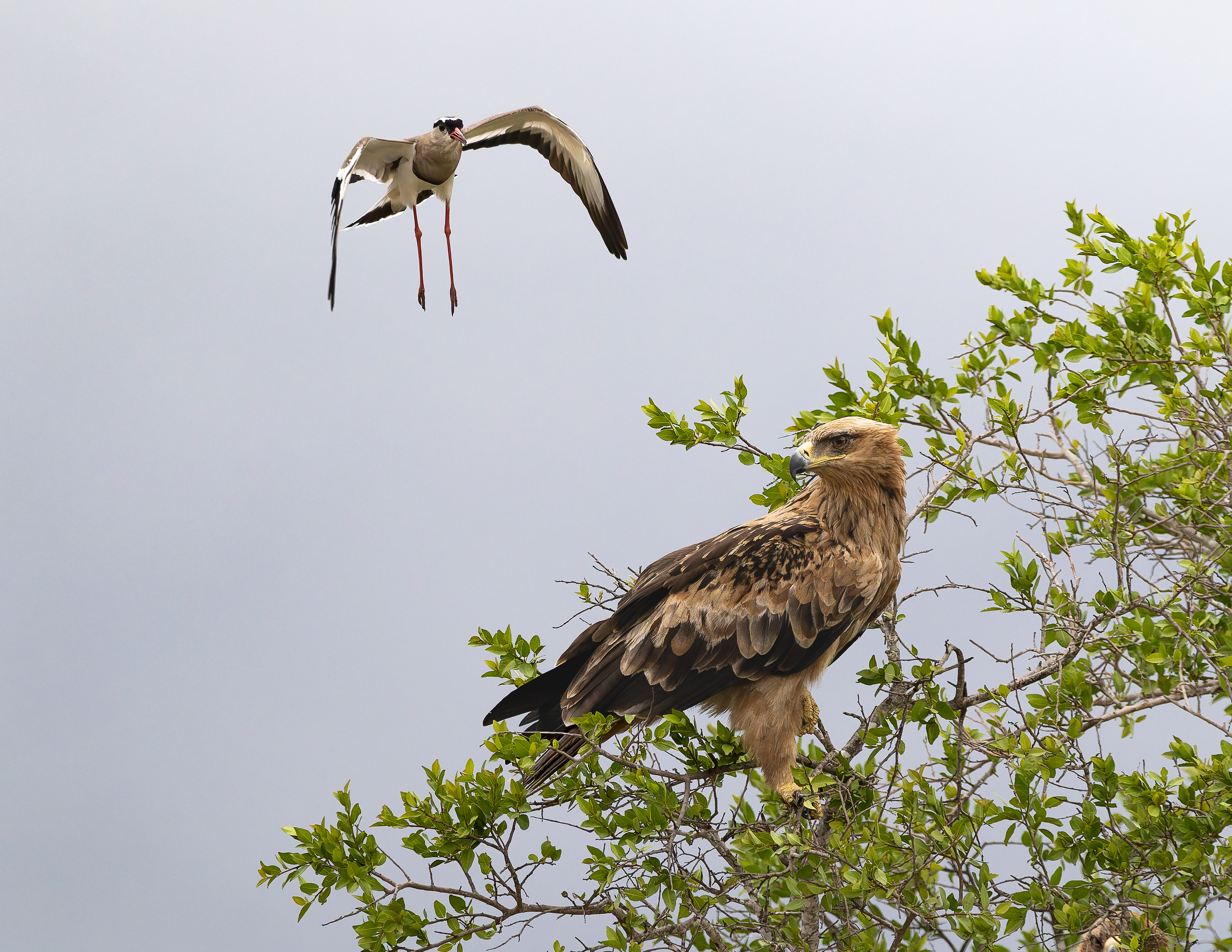 Tawny Eagle