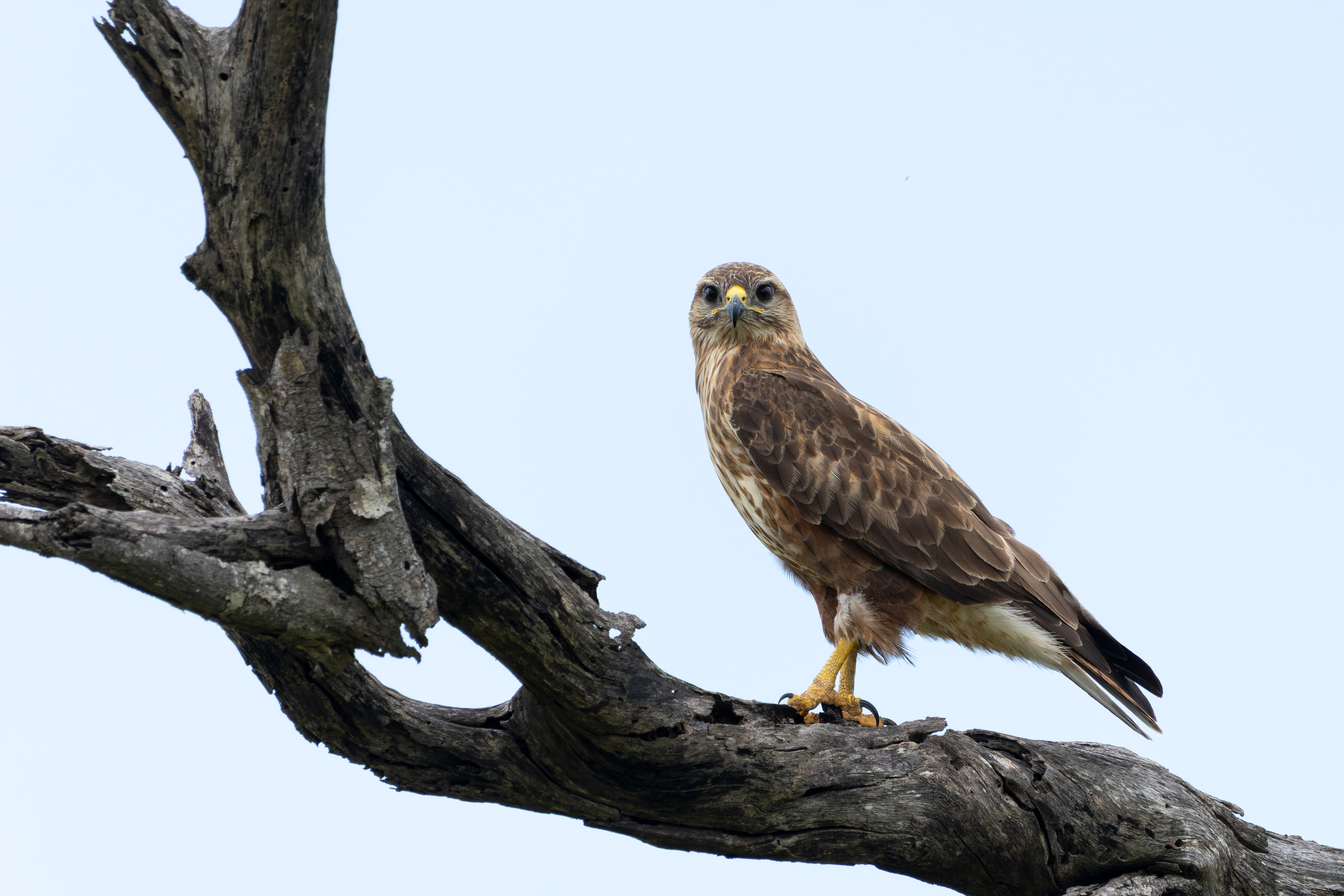 Common Buzzard