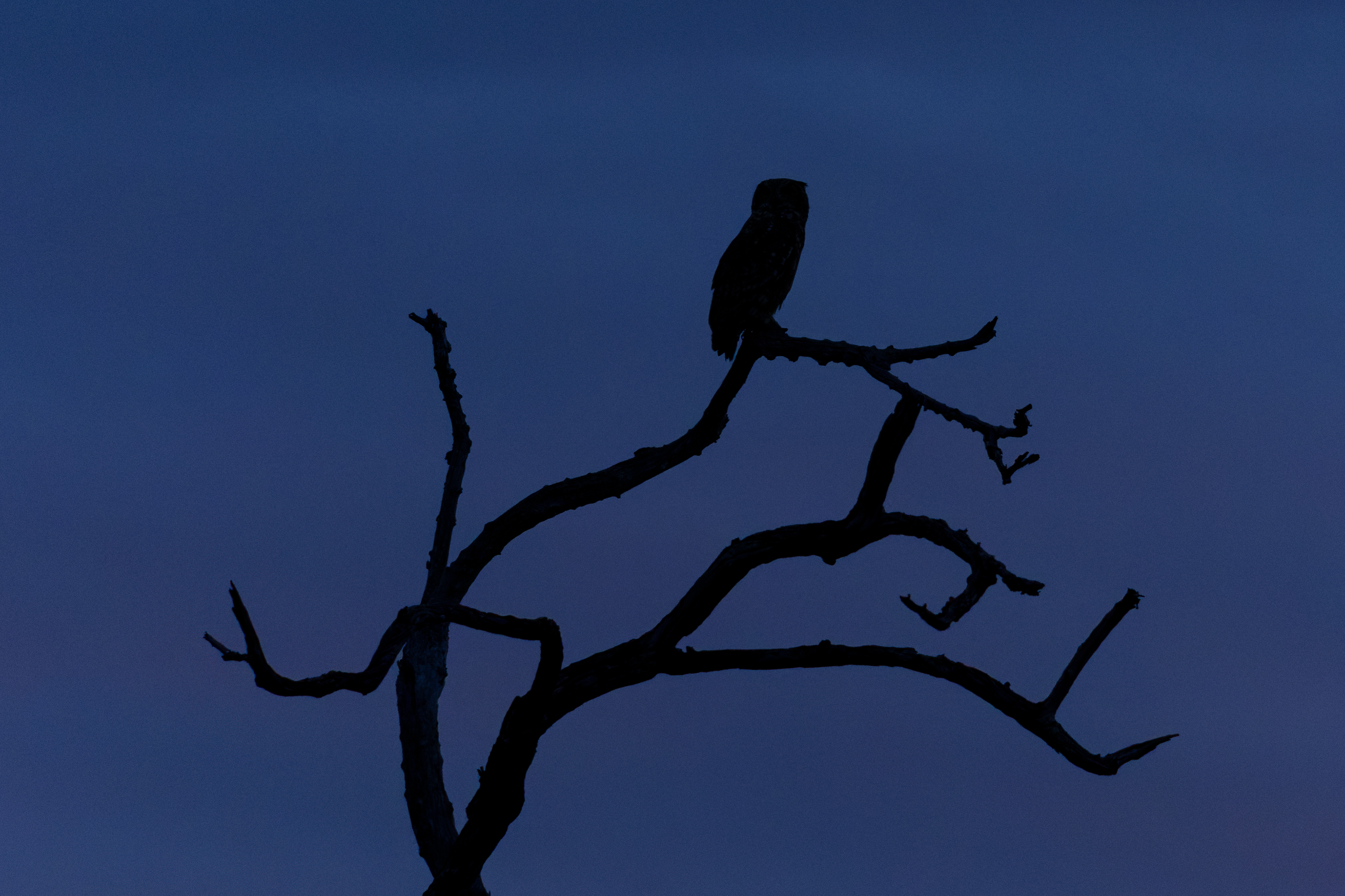 Spotted Eagle-owl