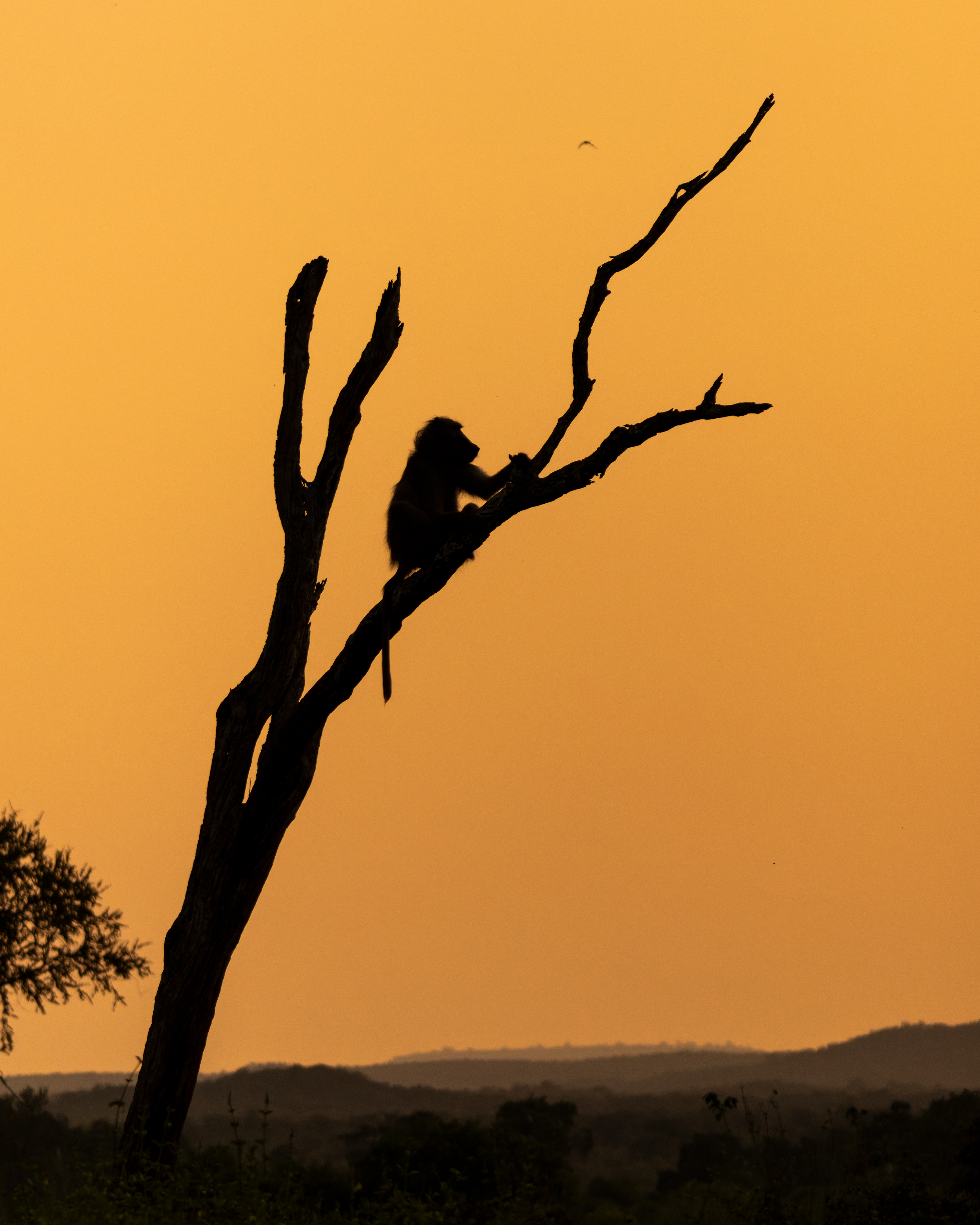 Chacma Baboon