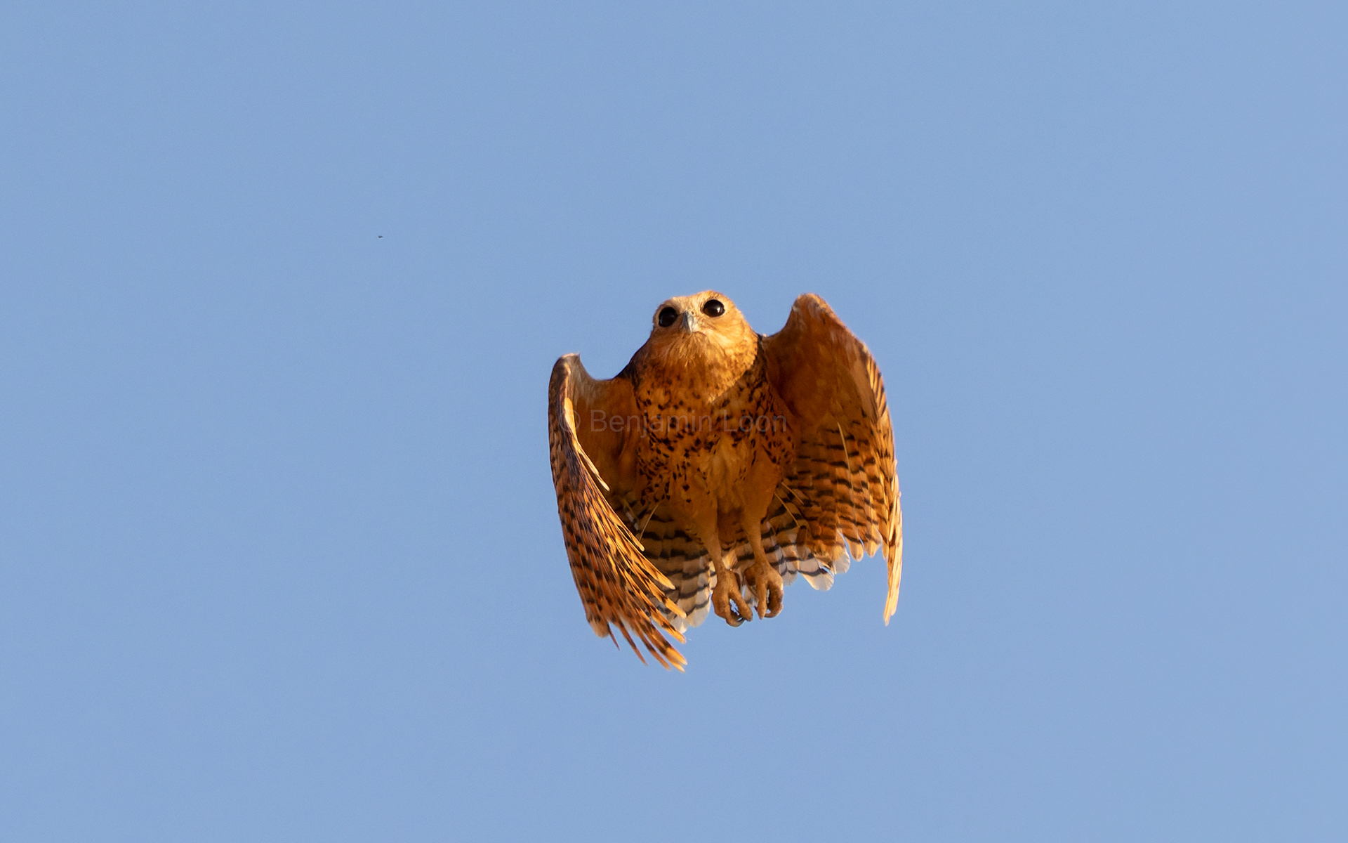 Pel's Fishing Owl