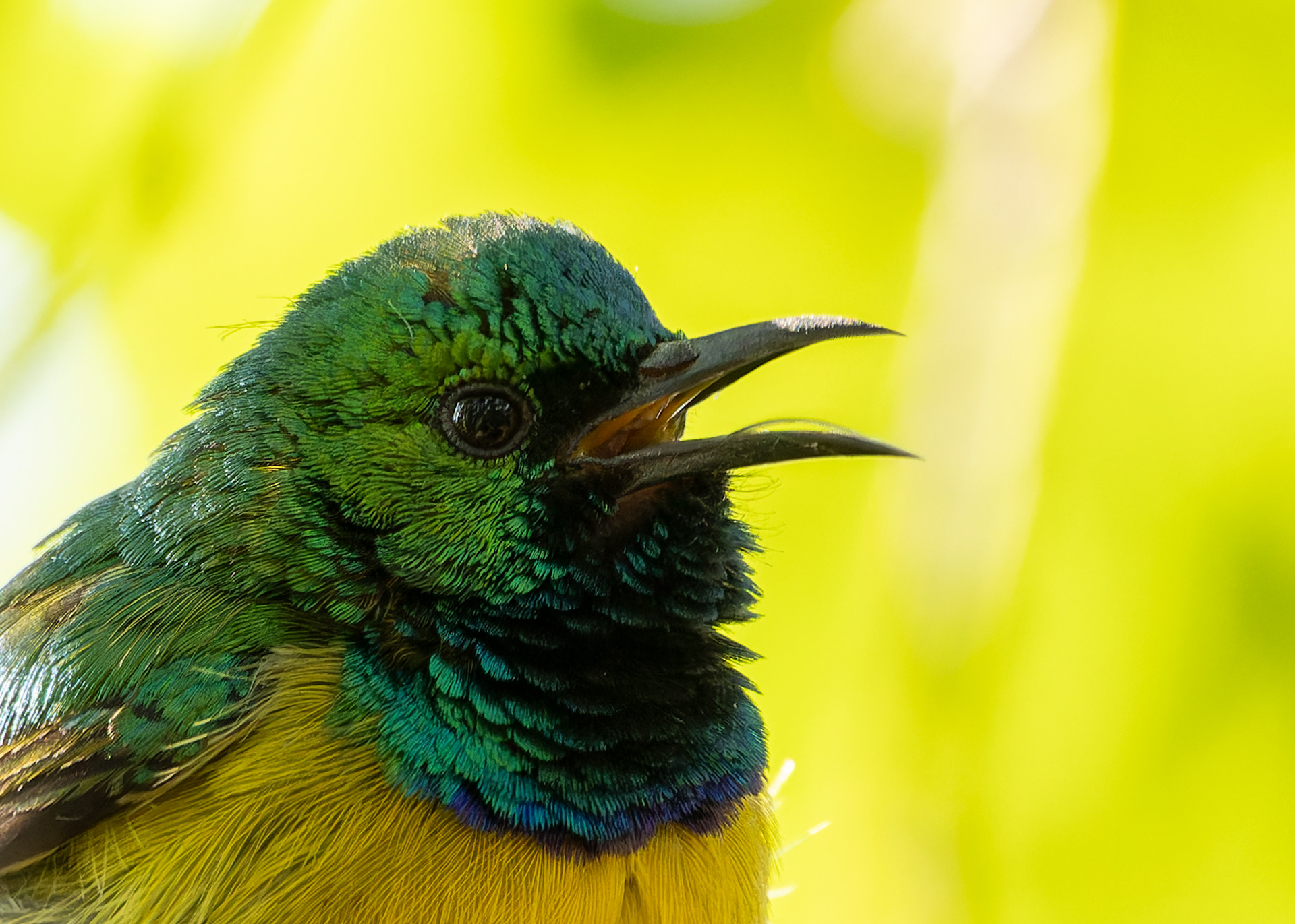 Collared Sunbird
