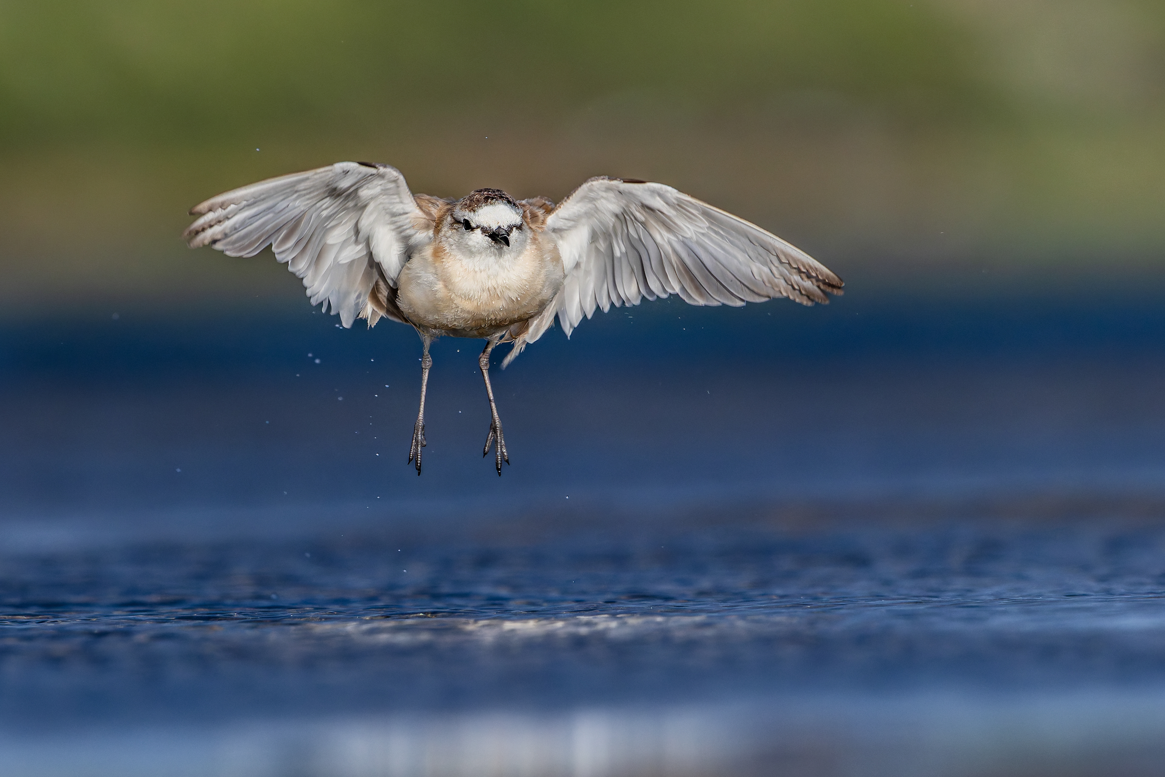 White-fronted Plover