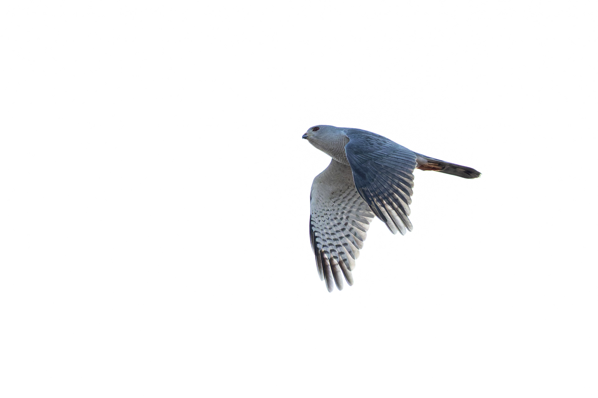 Gabar Goshawk