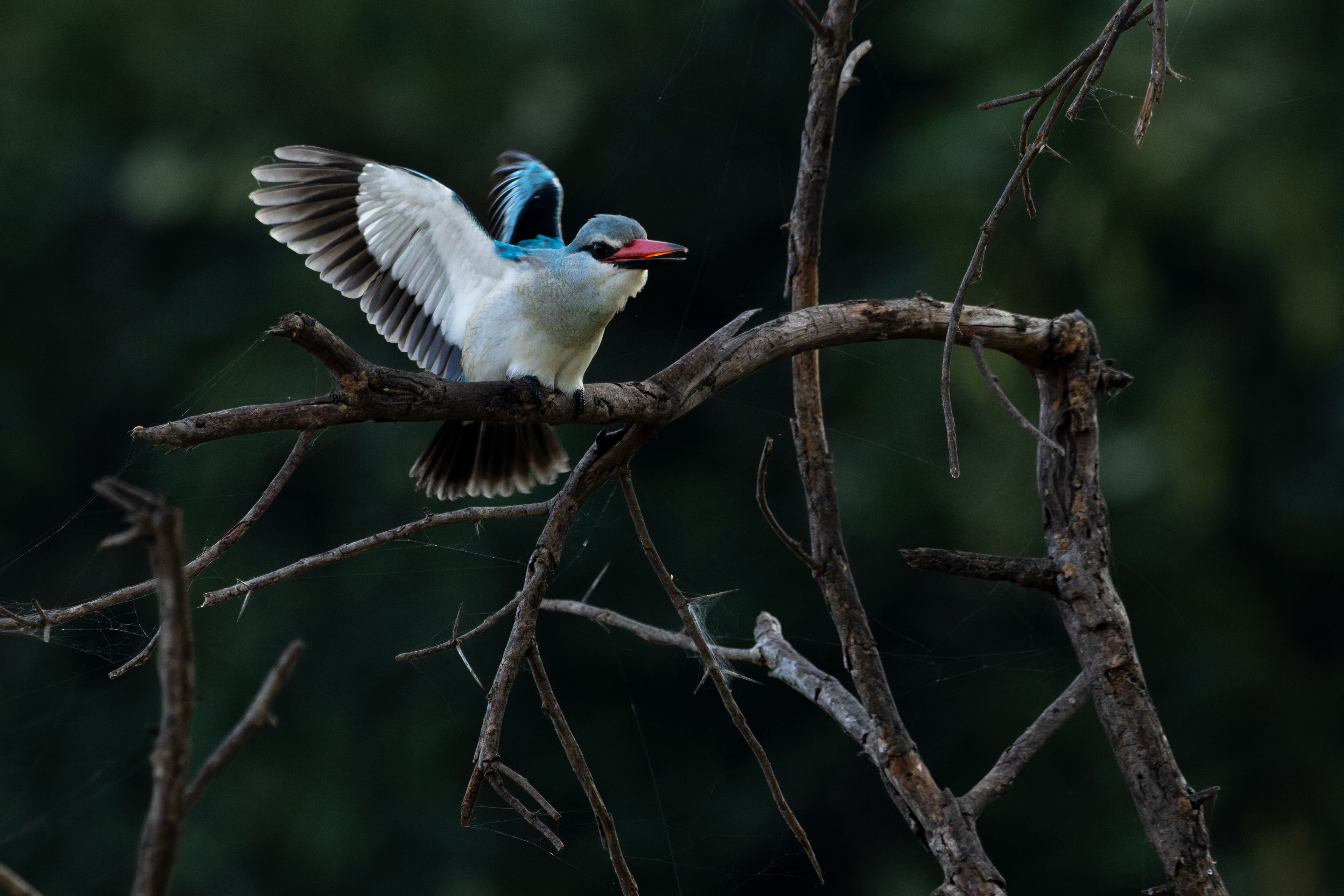 Woodland Kingfisher