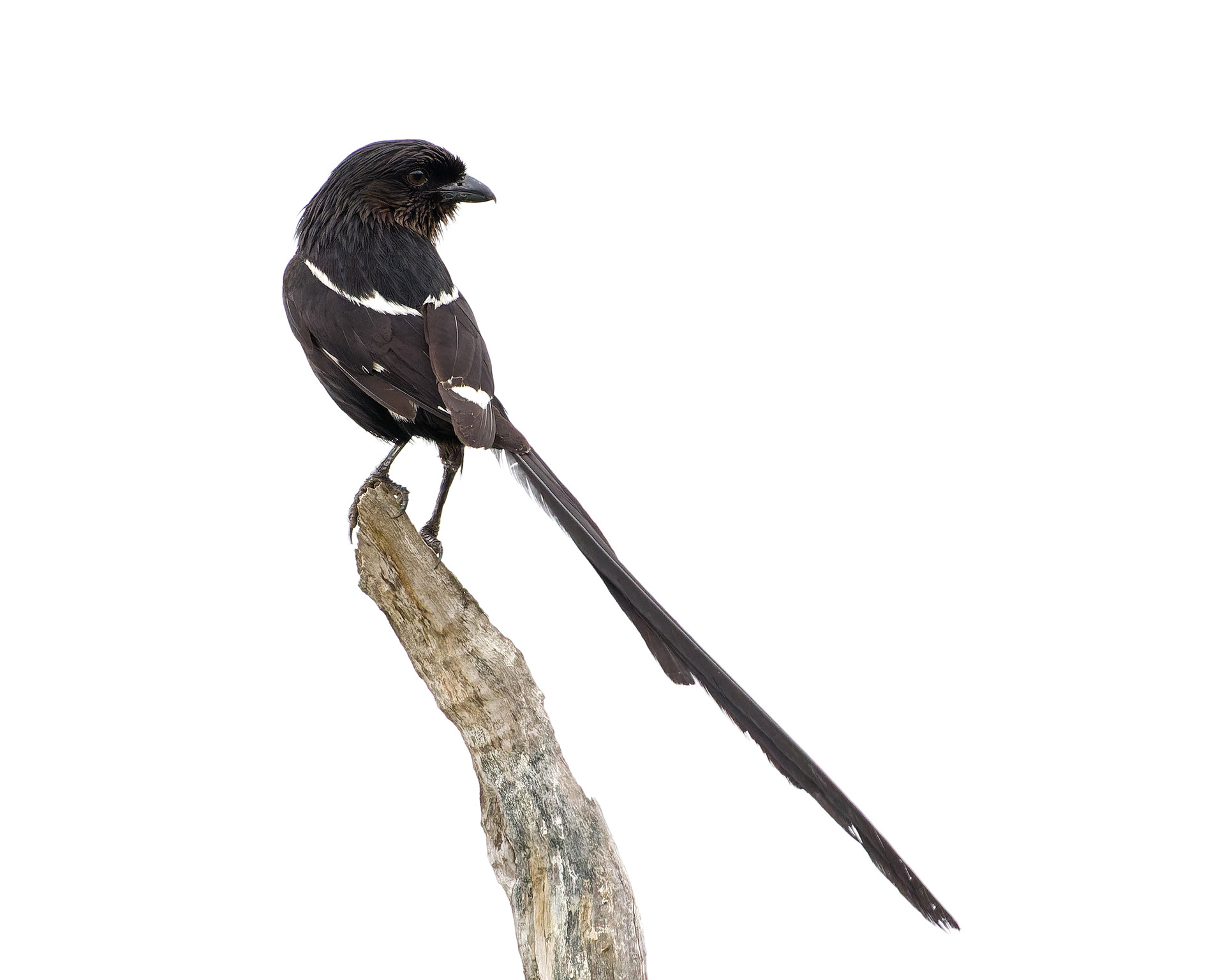 Magpie Shrike