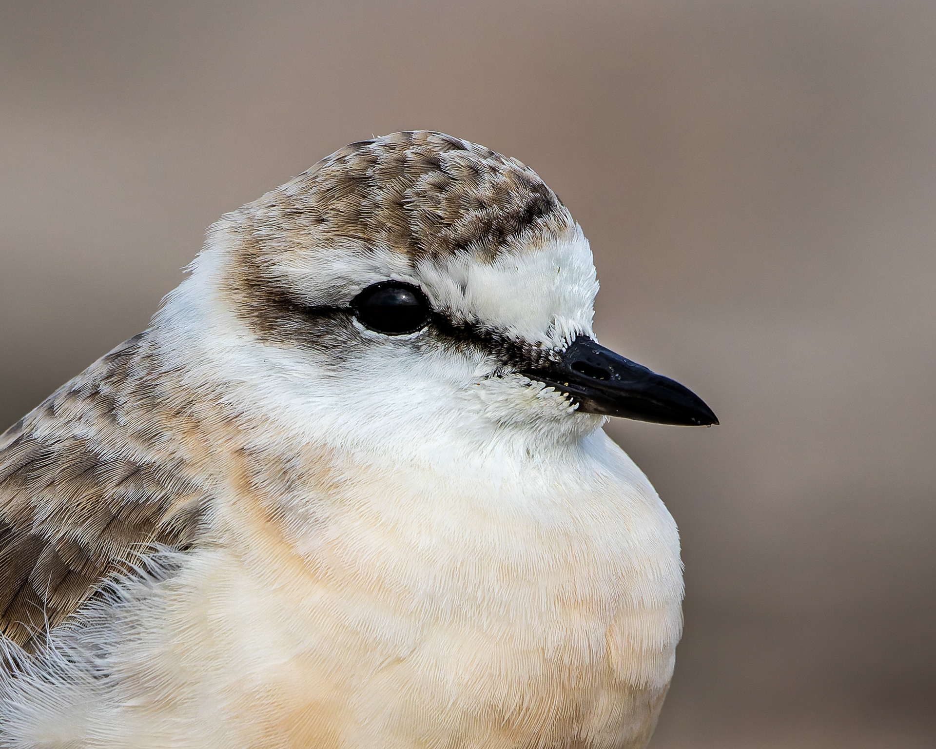 White-fronted Plover