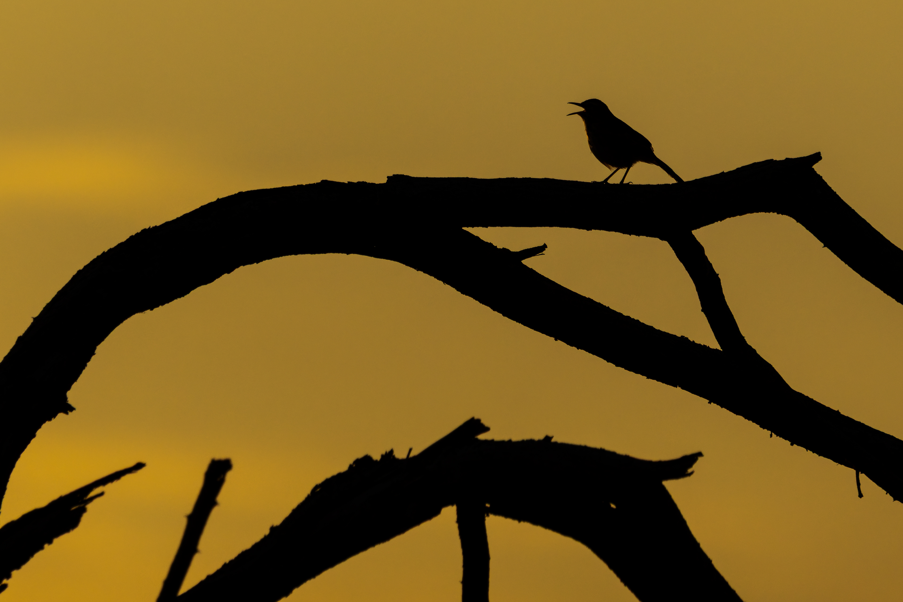 Kalahari Scrub-robin