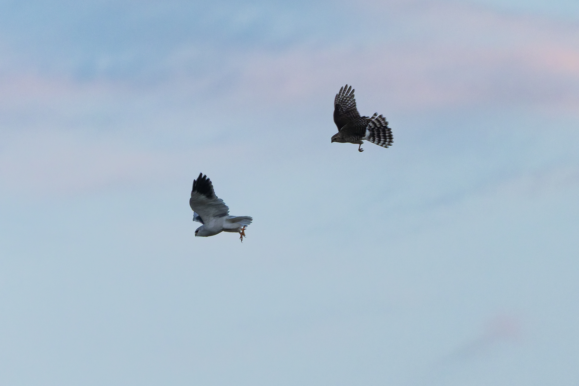Black-winged Kite