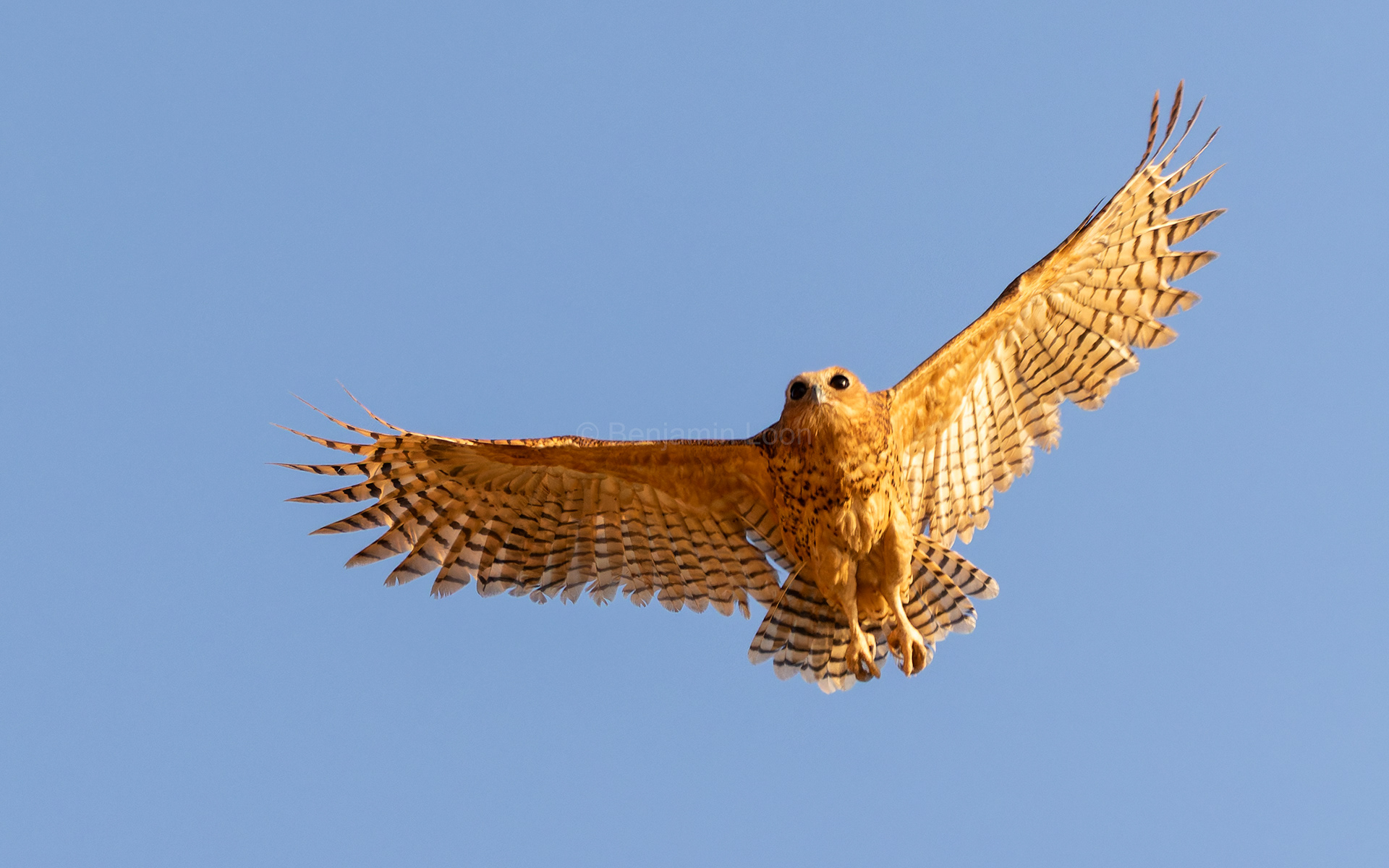 Pel's Fishing Owl