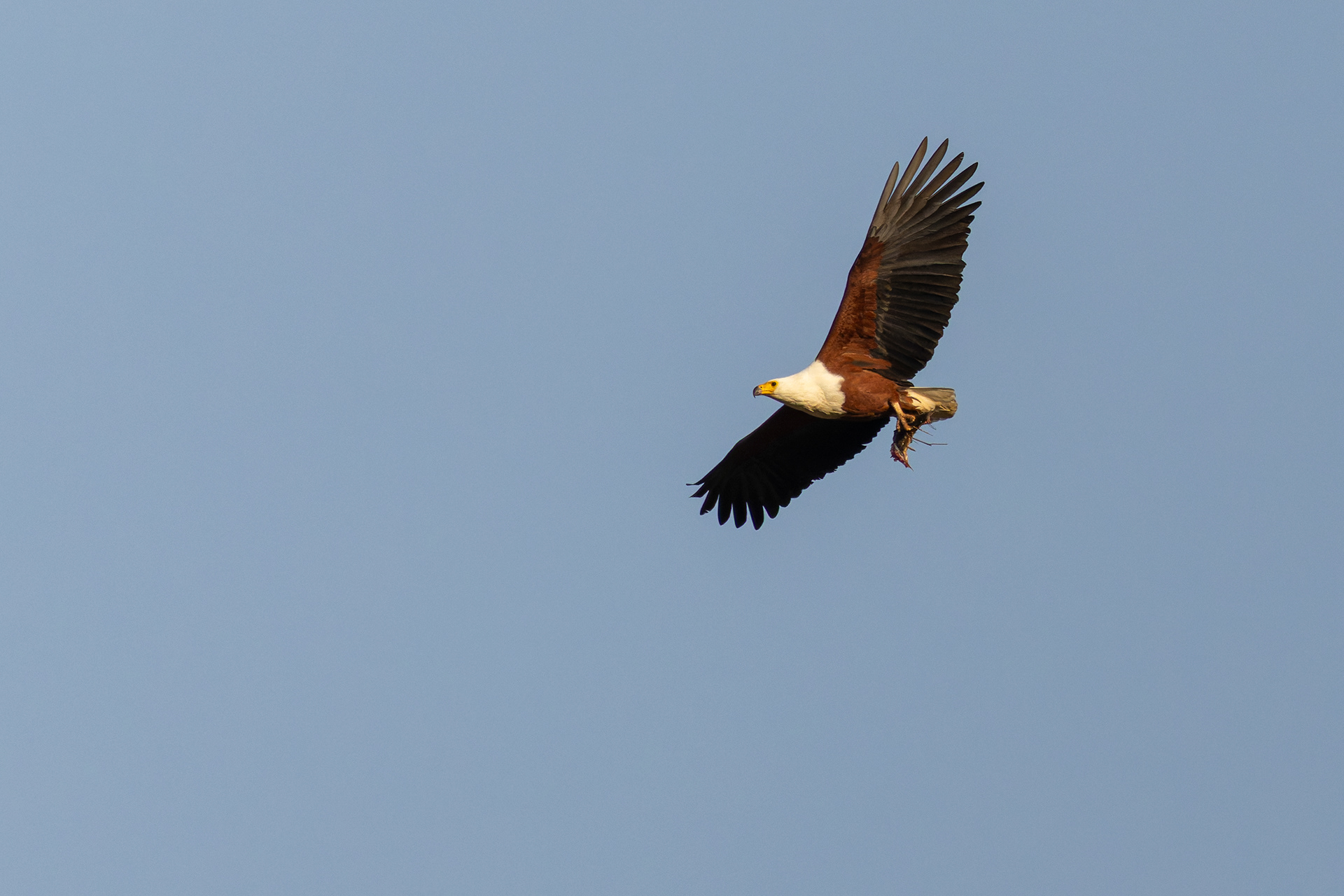 African Fish Eagle