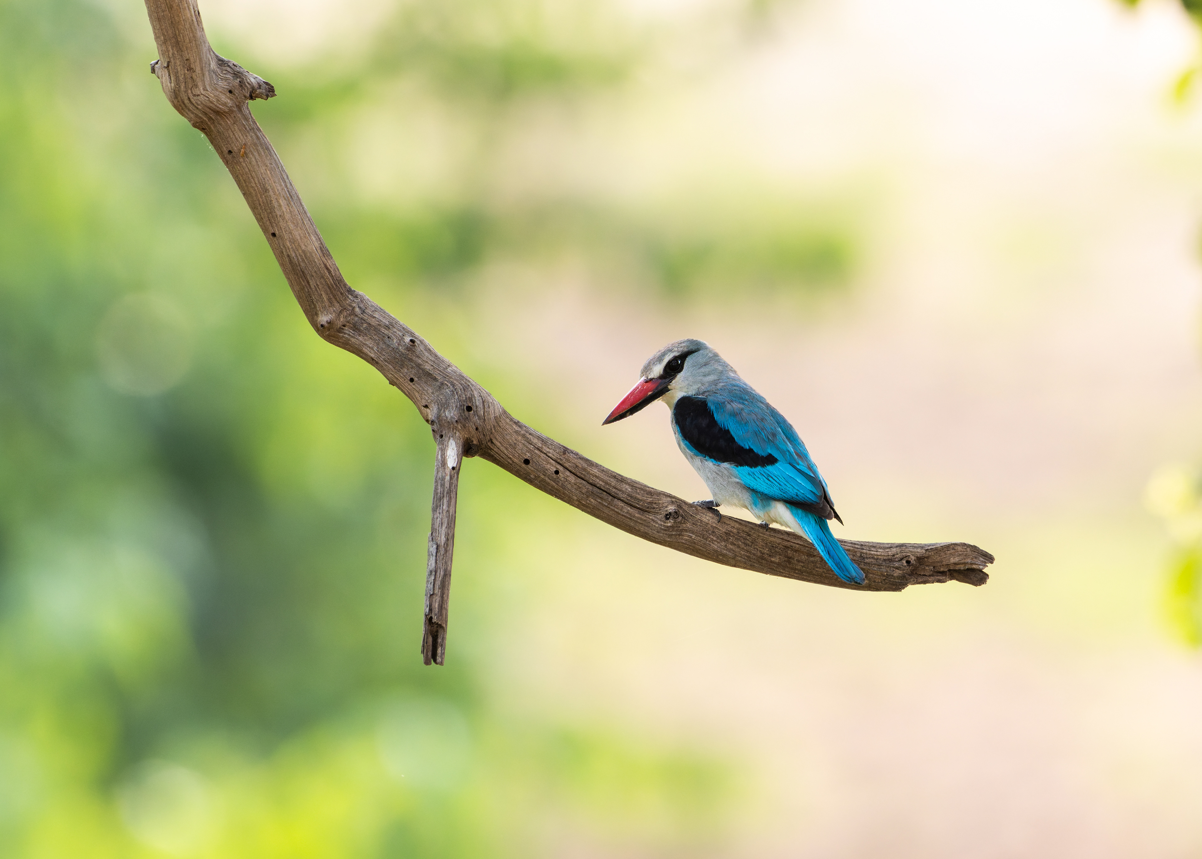 Woodland Kingfisher