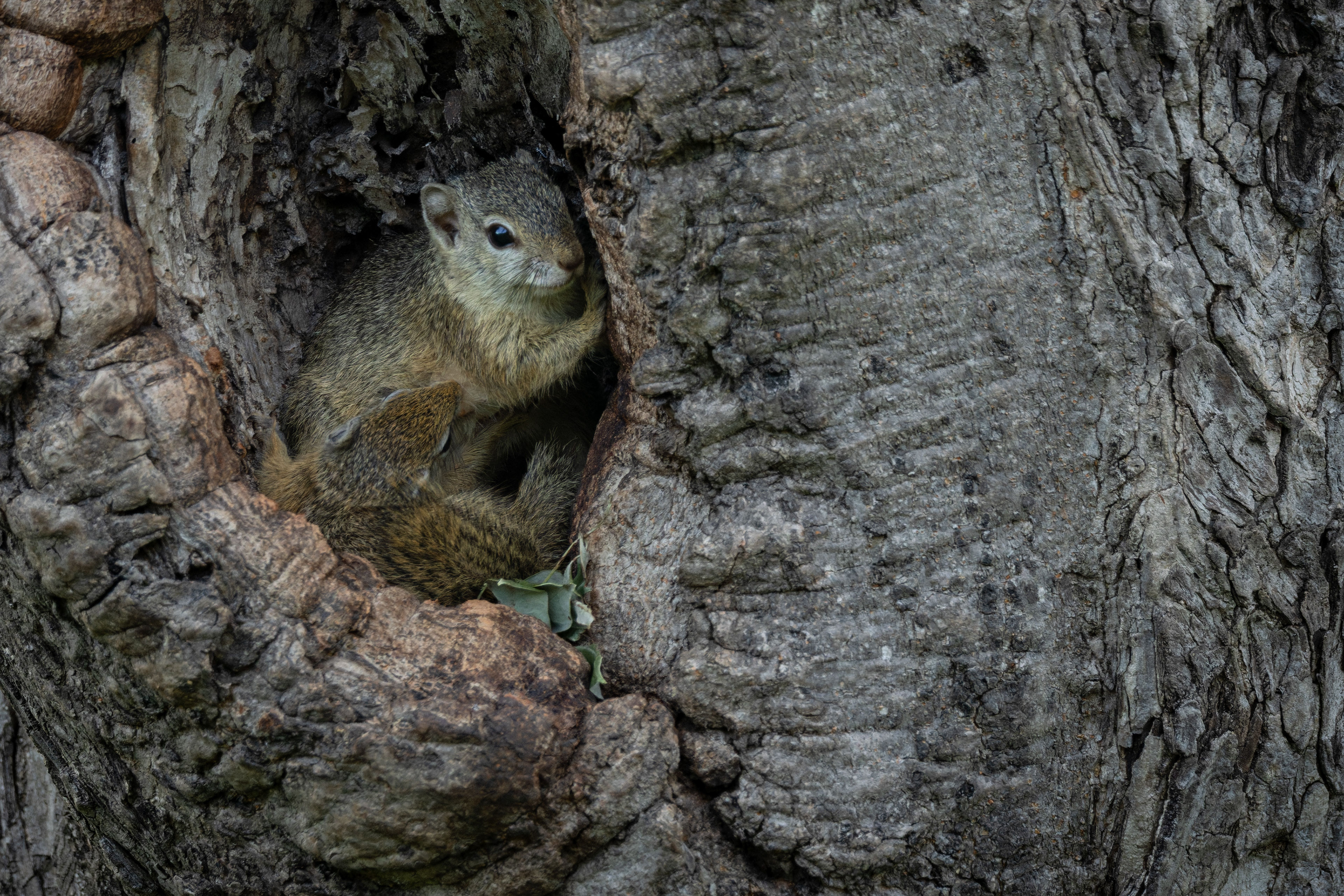Tree Squirrel