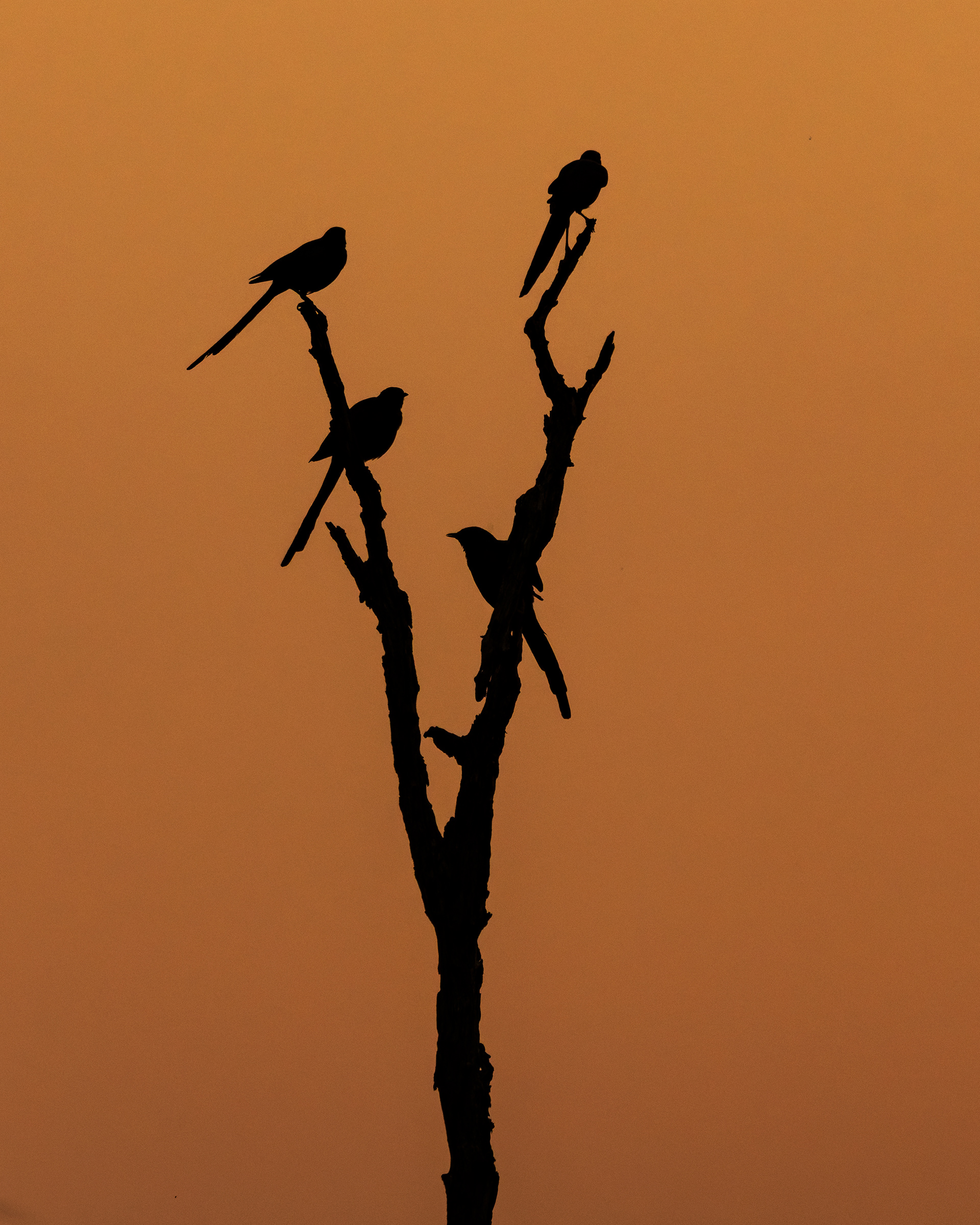 Meves's Starling