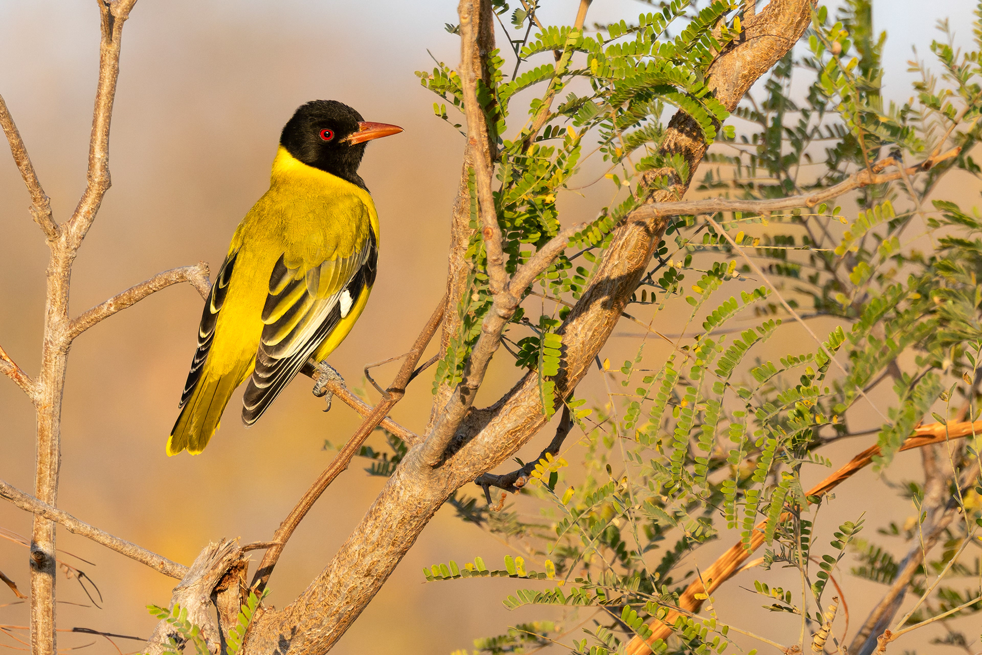 Black-headed Oriole