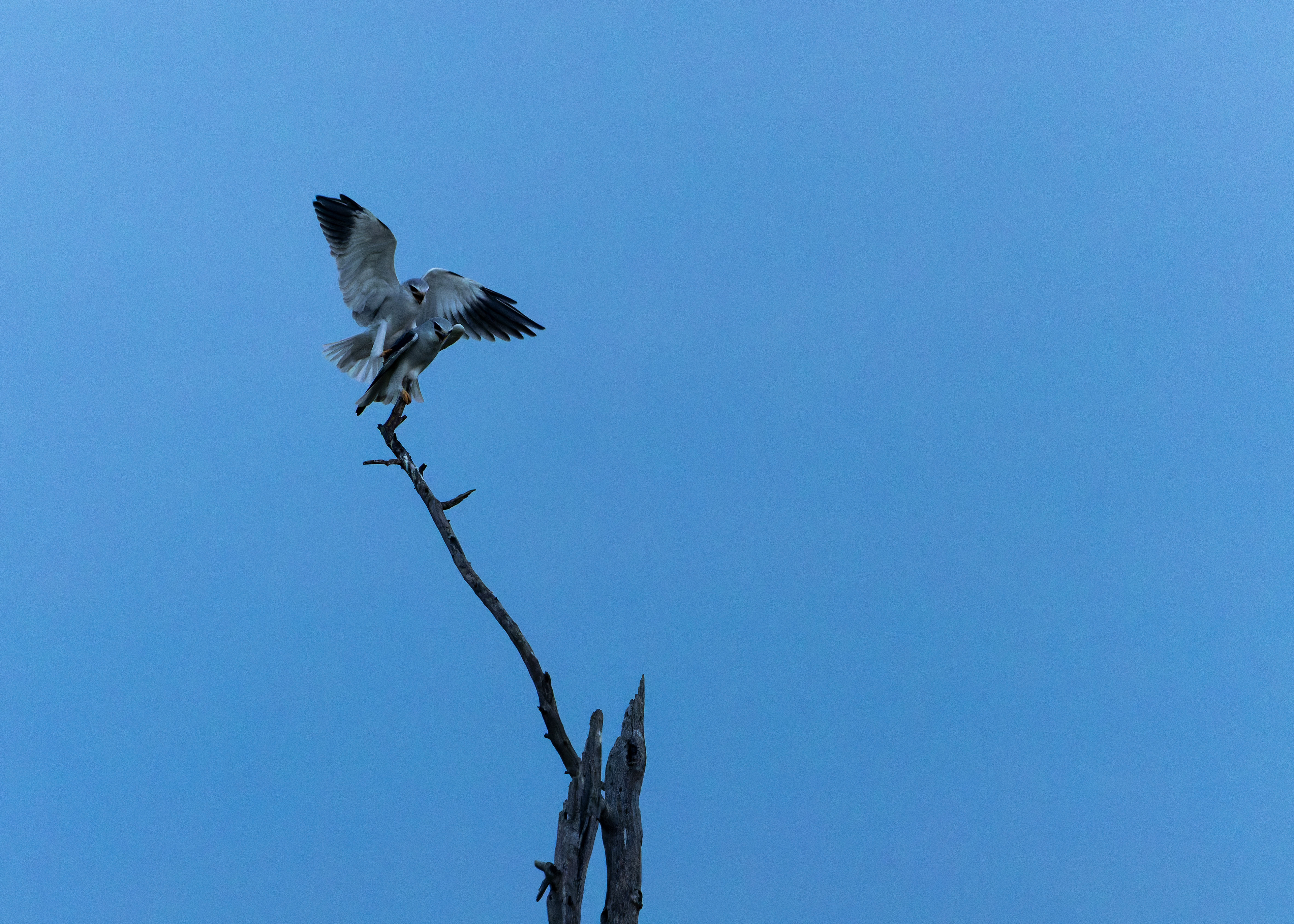 Black-winged Kite